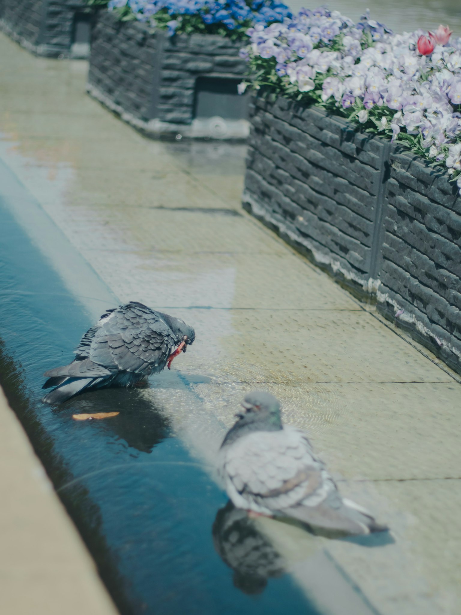 Deux pigeons buvant de l'eau près de jardinières fleuries