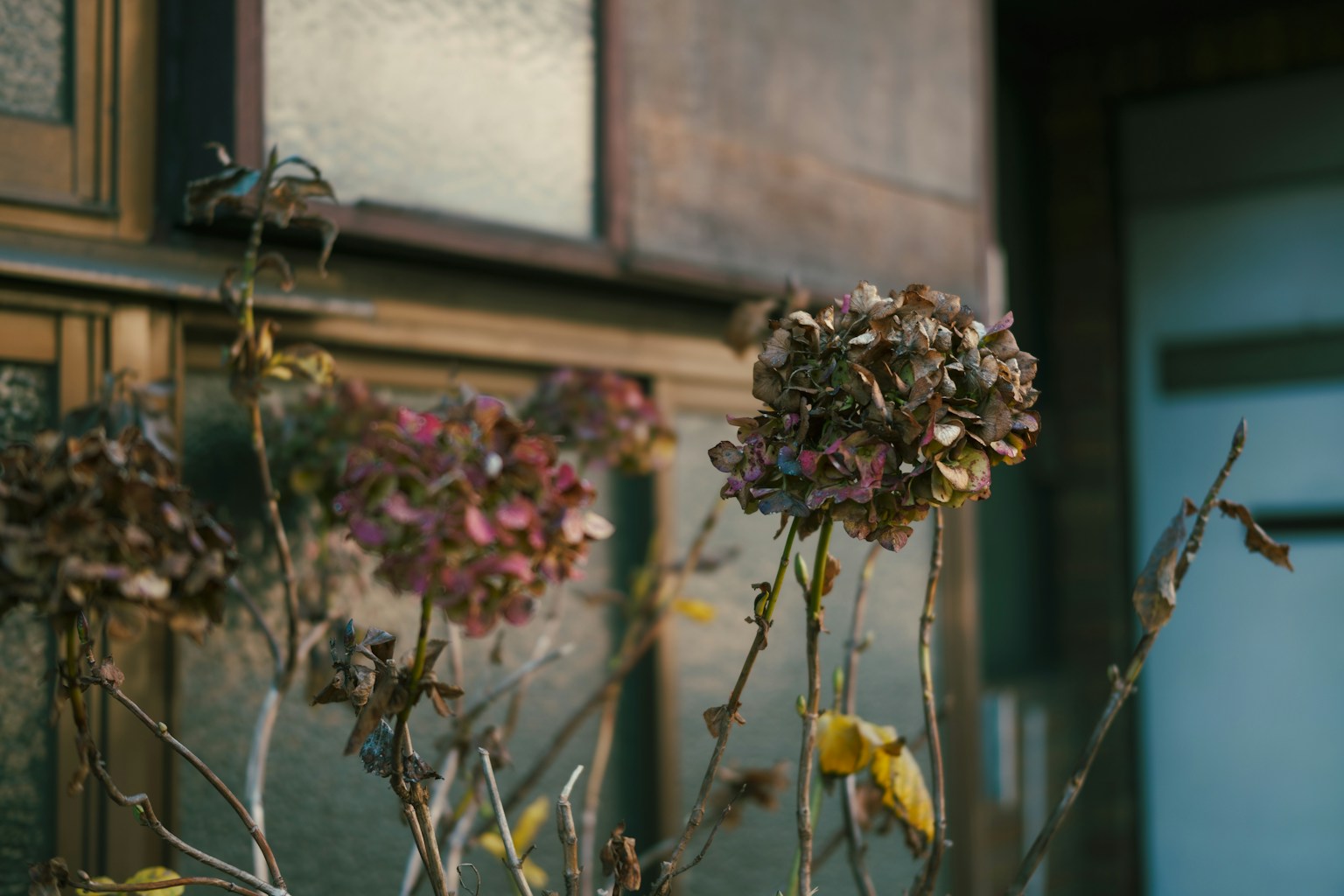 Getrocknete Blumen vor vintage Fenstern