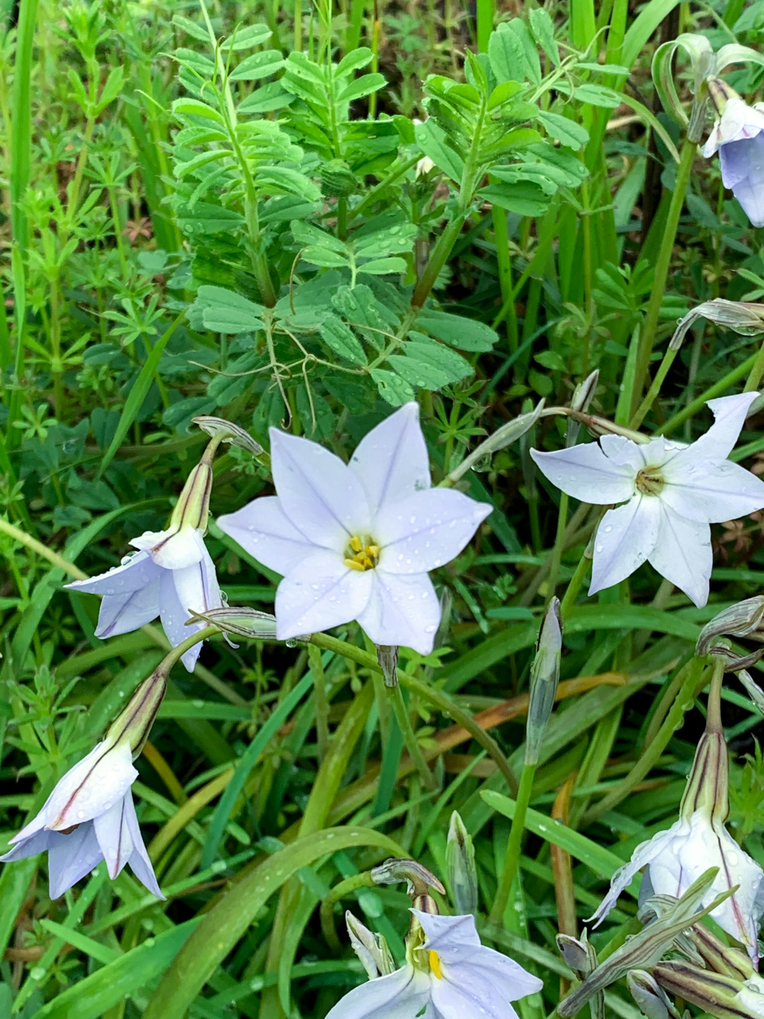 Büschel weißer Blumen mit sternförmigen Blütenblättern im grünen Laub