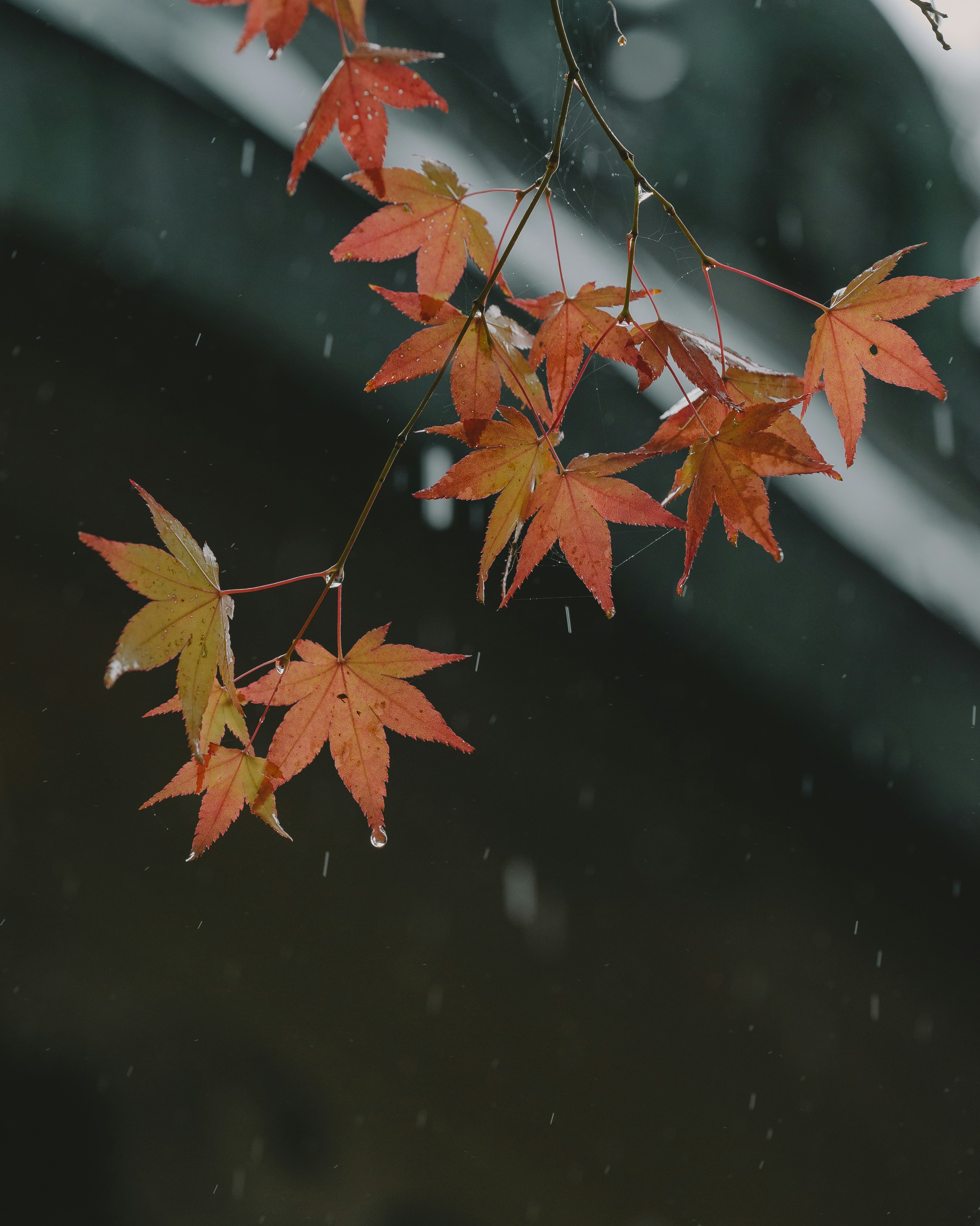 秋雨に濡れる紅葉の枝先