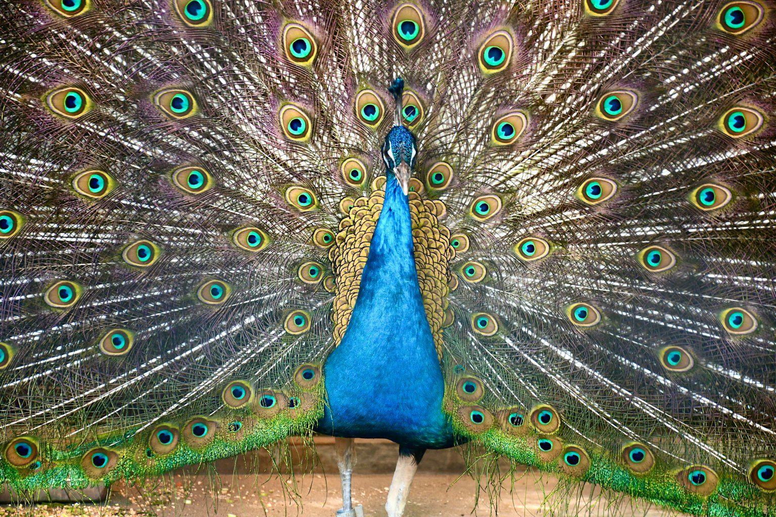 Un bellissimo pavone che mostra il suo corpo blu vibrante e le piume a motivo oculare