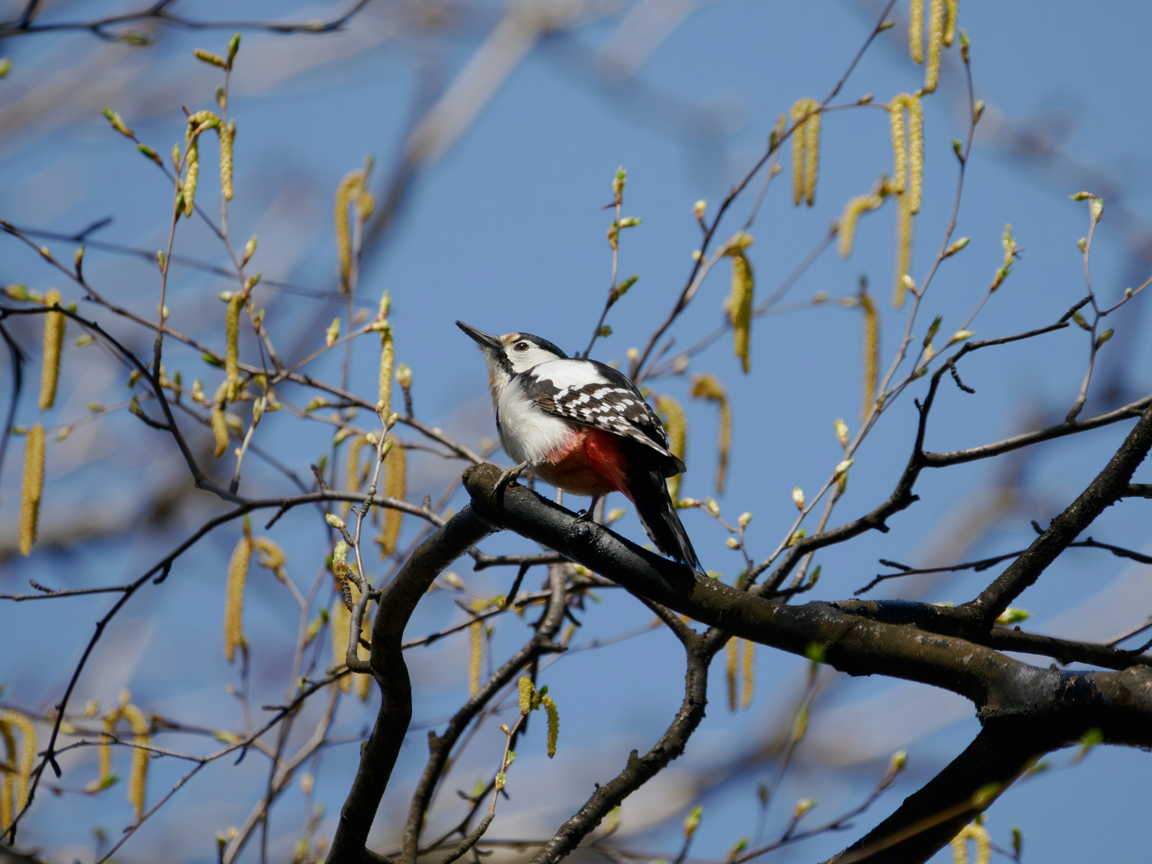 枝に止まる鳥と春の新芽のある木