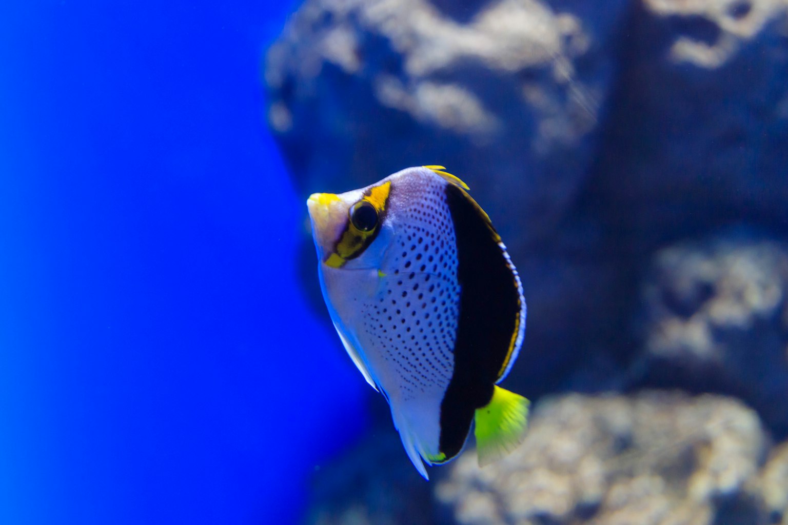 在藍色背景中游泳的美麗熱帶魚