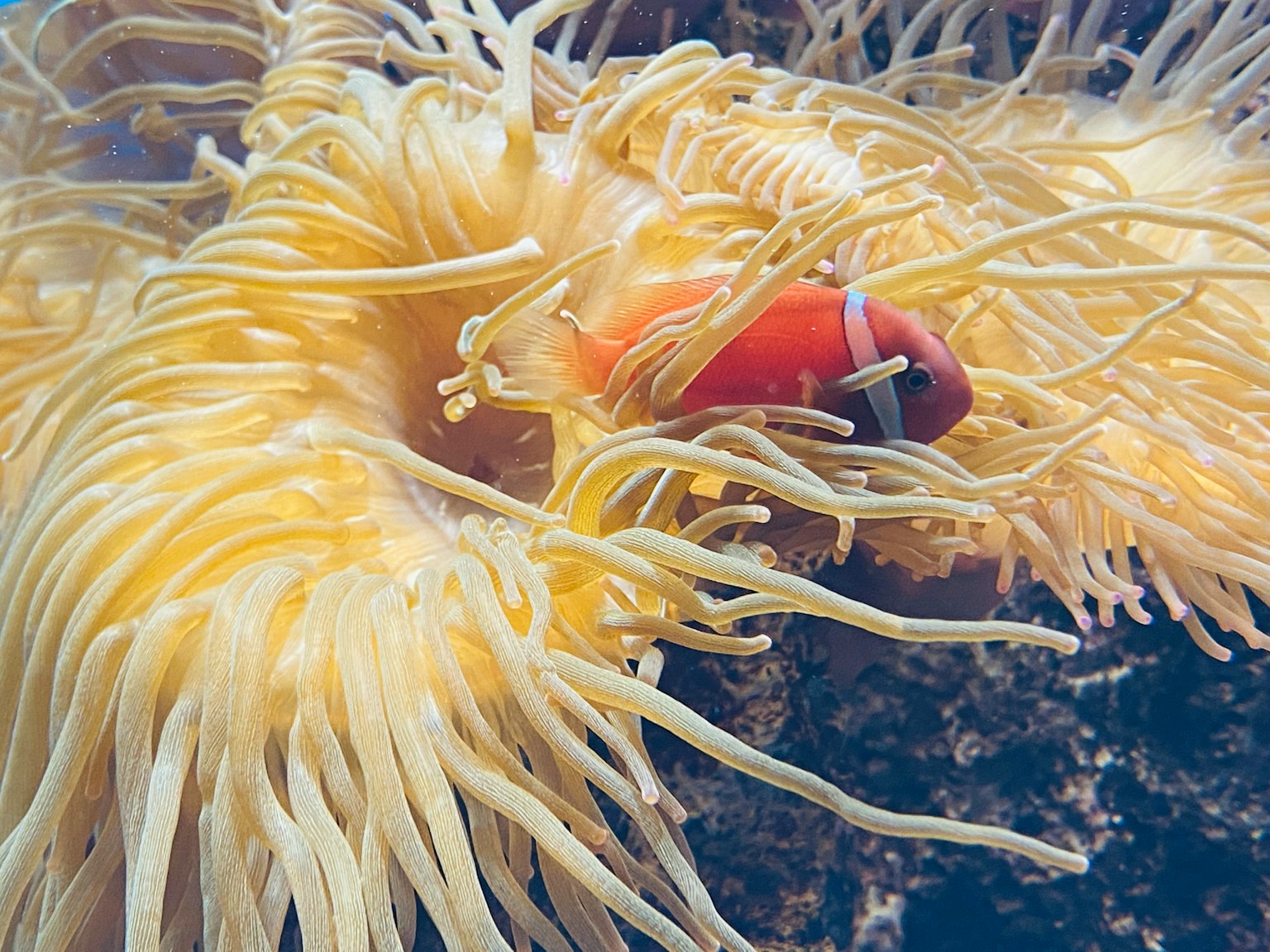 一條橙色小丑魚棲息在黃色海葵之間的生動水下場景