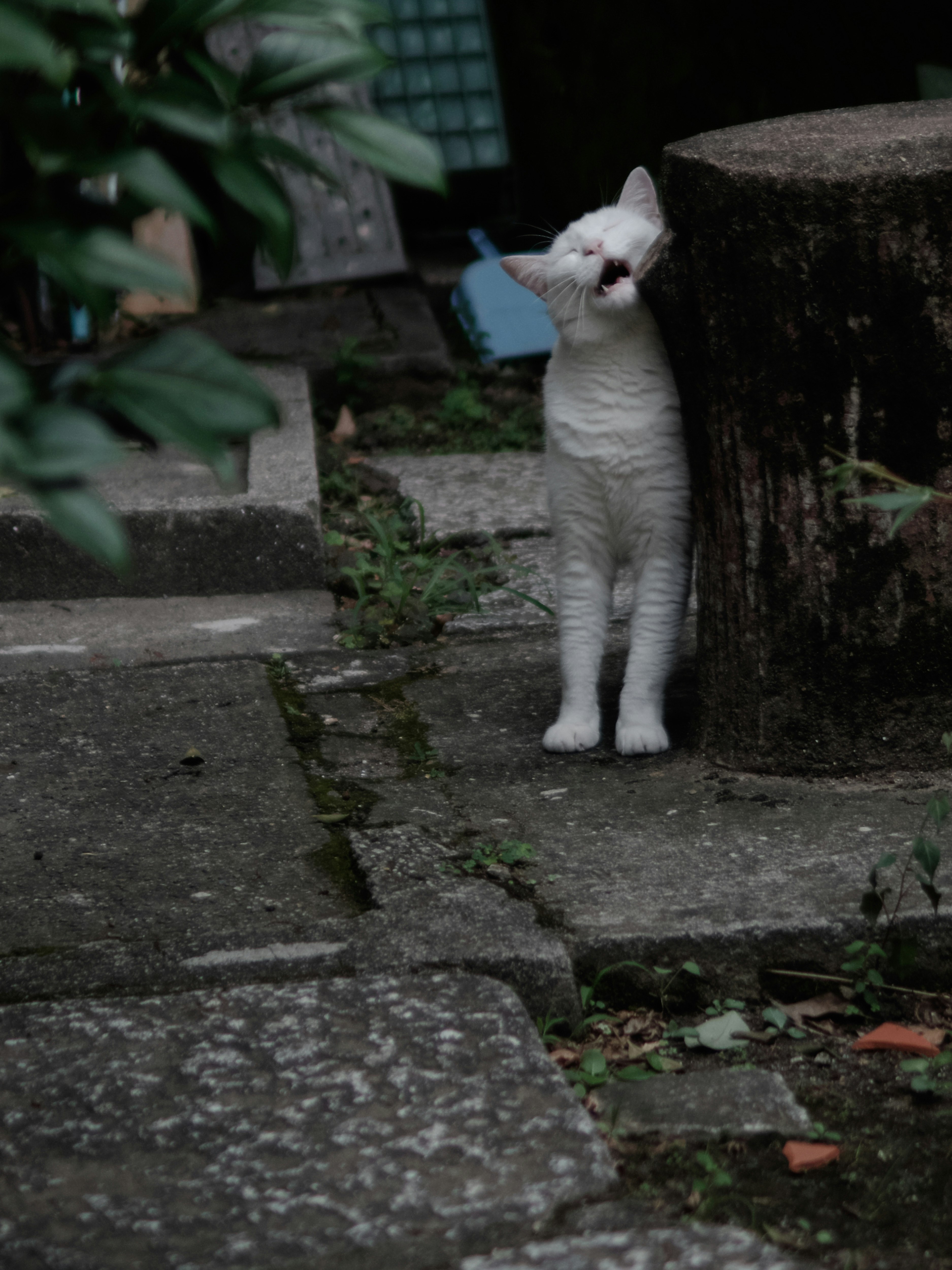 久國神社の石段にいる白い猫