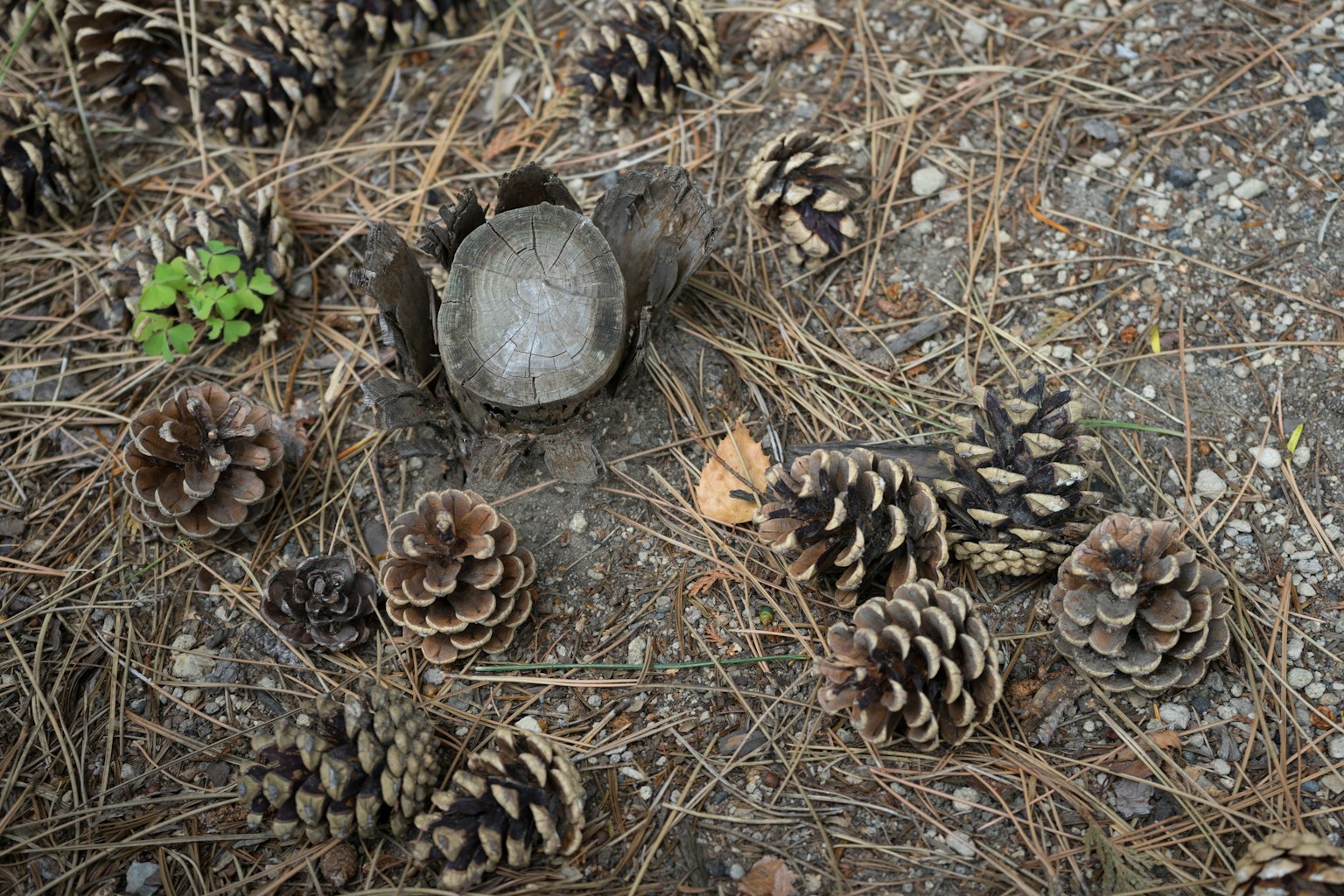 Un objeto parecido a una piedra rodeado de piñas y pequeñas plantas verdes en el suelo