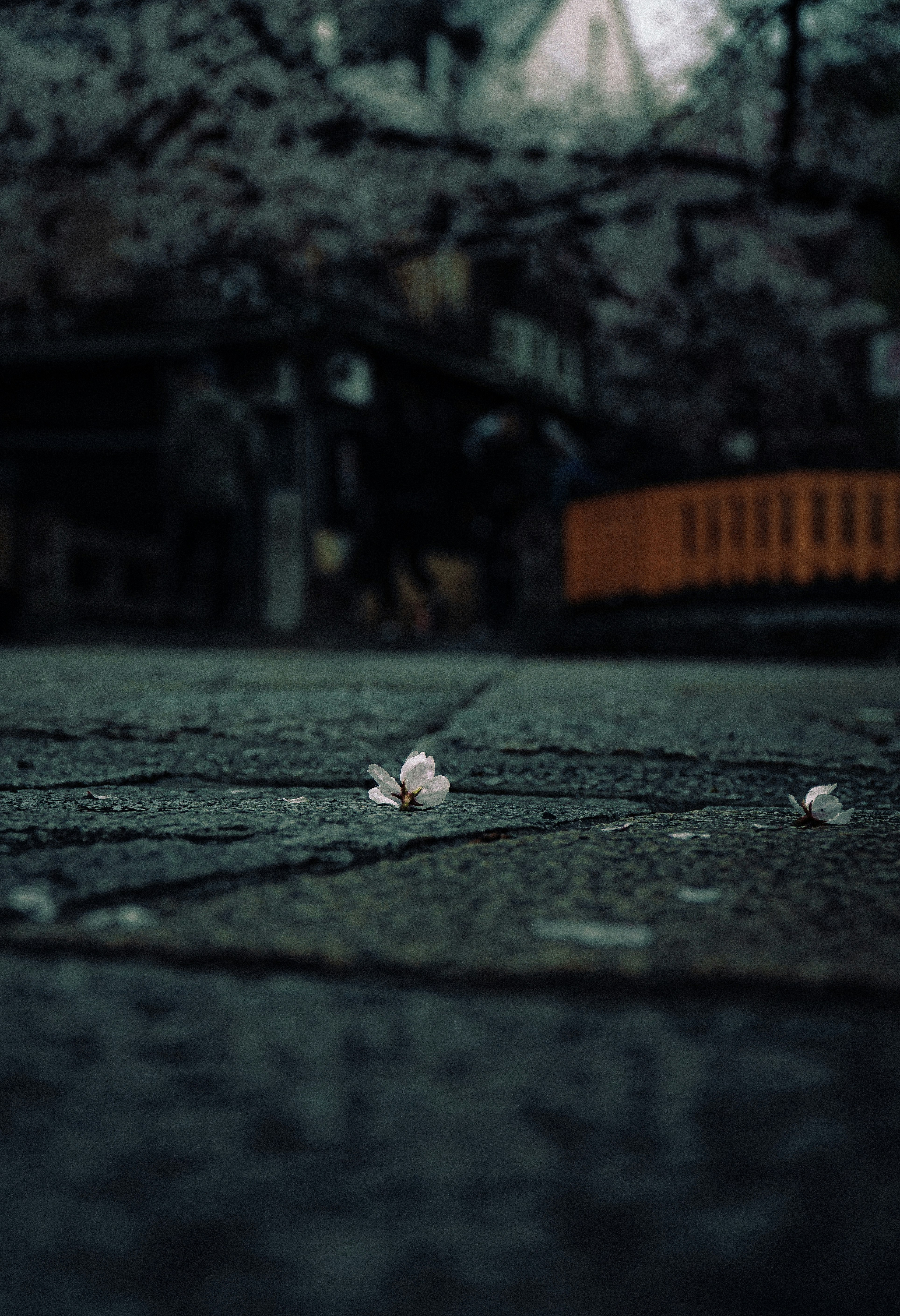 祇園新橋の石畳に落ちた桜の花びらのある路地
