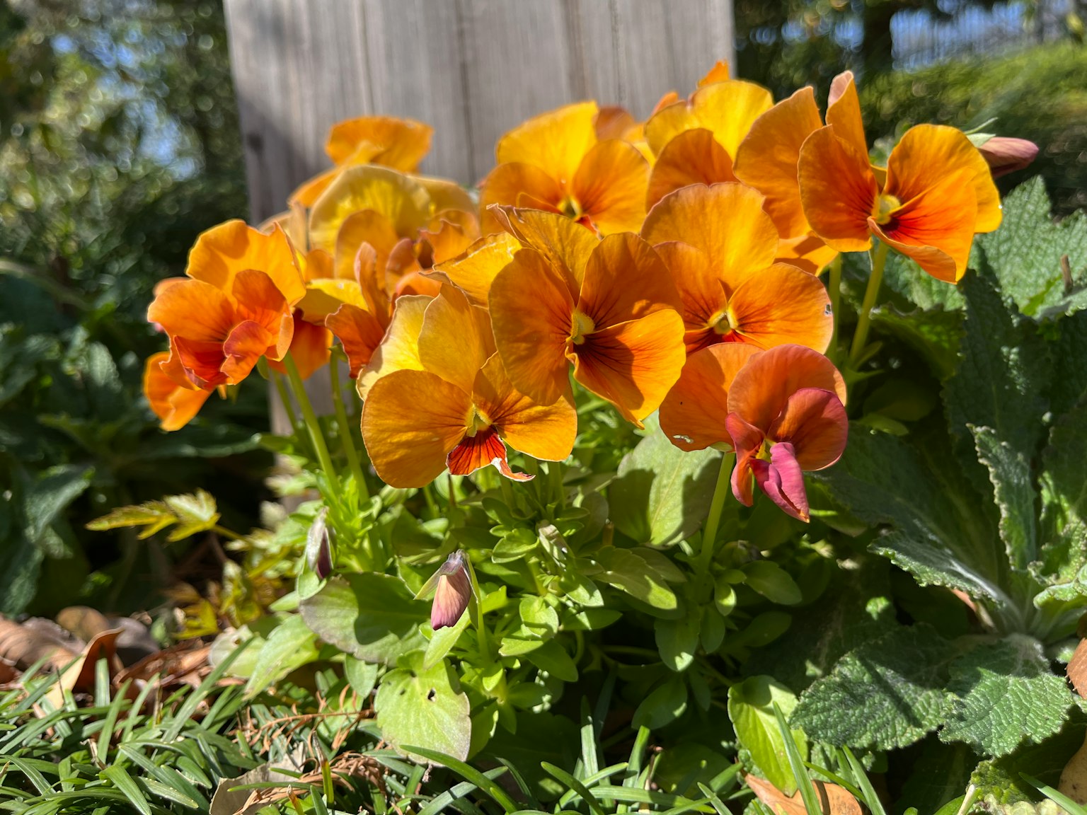 Fleurs de pensée orange vif fleurissant parmi des feuilles vertes