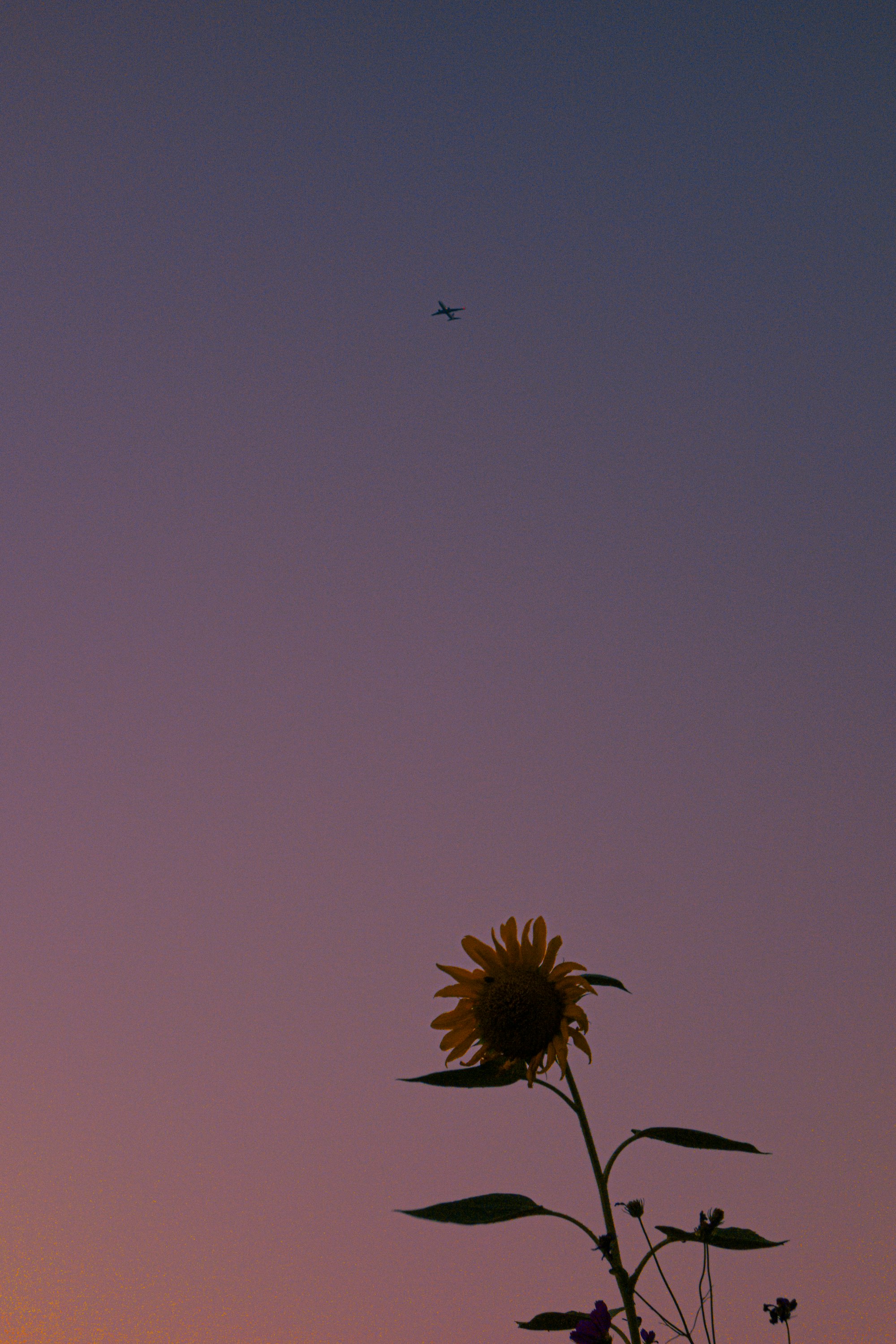 夕暮れの空に伸びるひまわりの花と小鳥