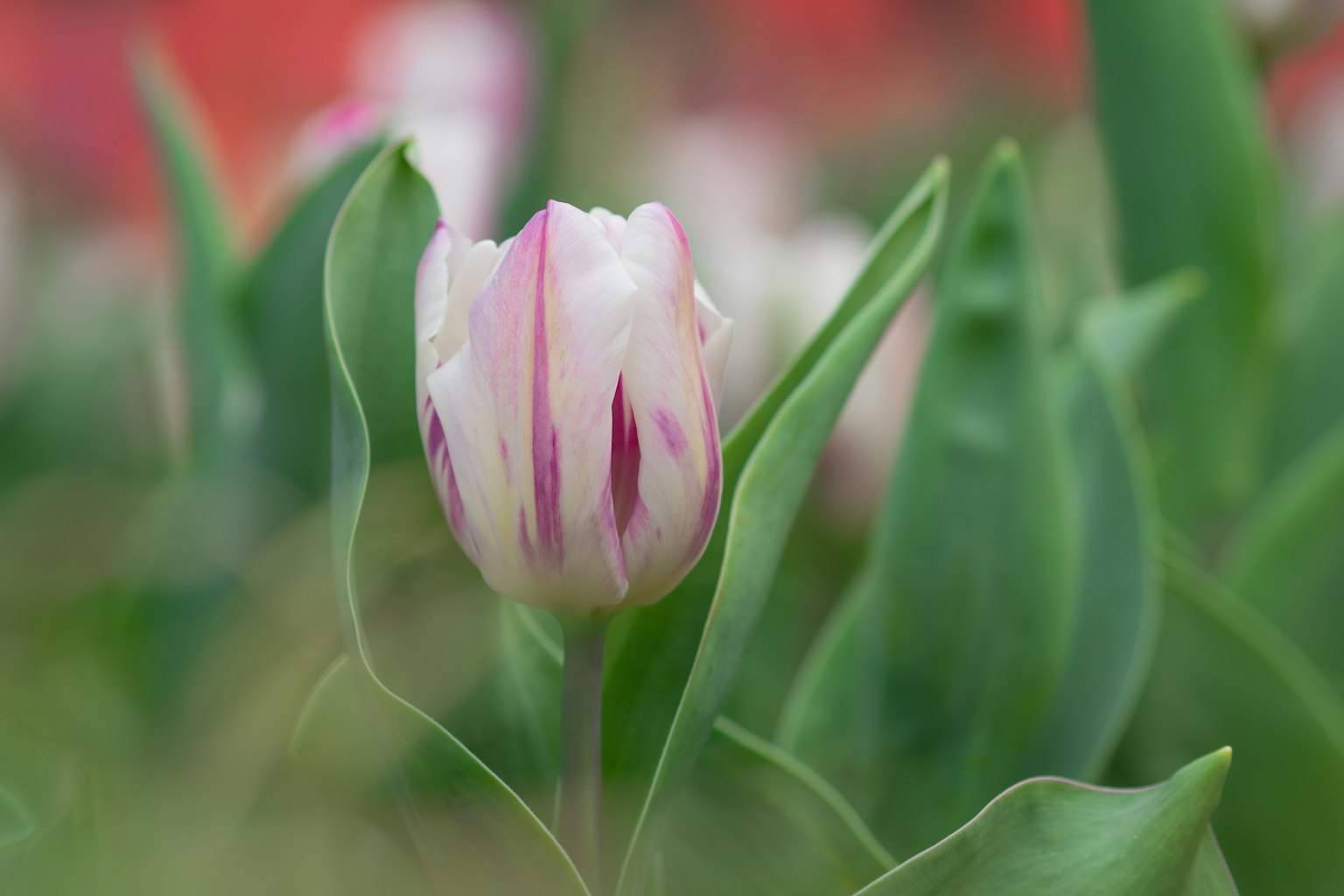 Tulip berstriped merah muda dan putih mekar di antara daun hijau