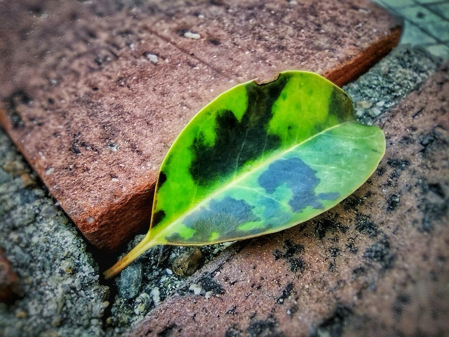 緑と黒の斑点がある葉が赤いレンガの上に置かれている