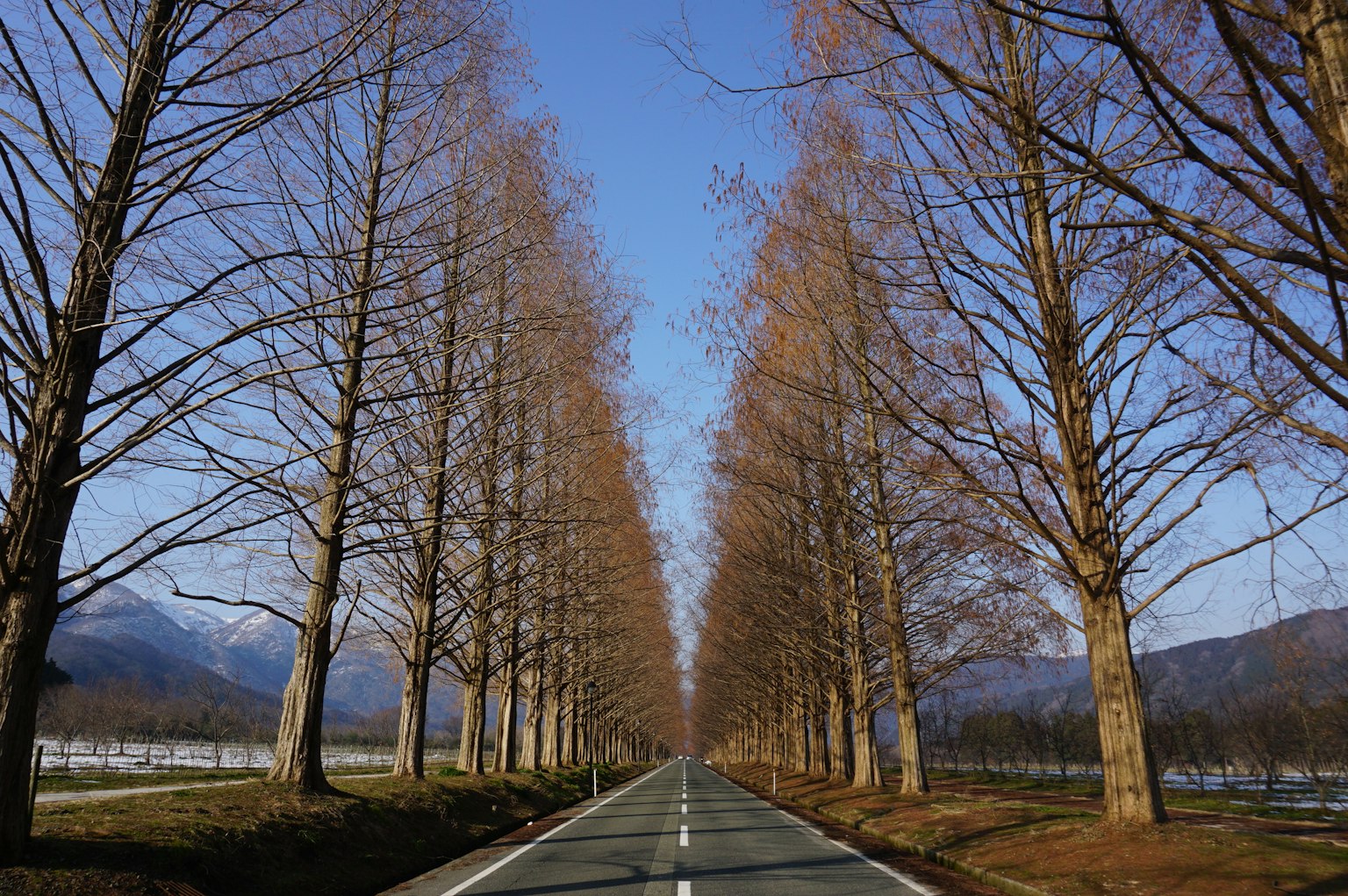 Route bordée d'arbres en hiver sous un ciel bleu