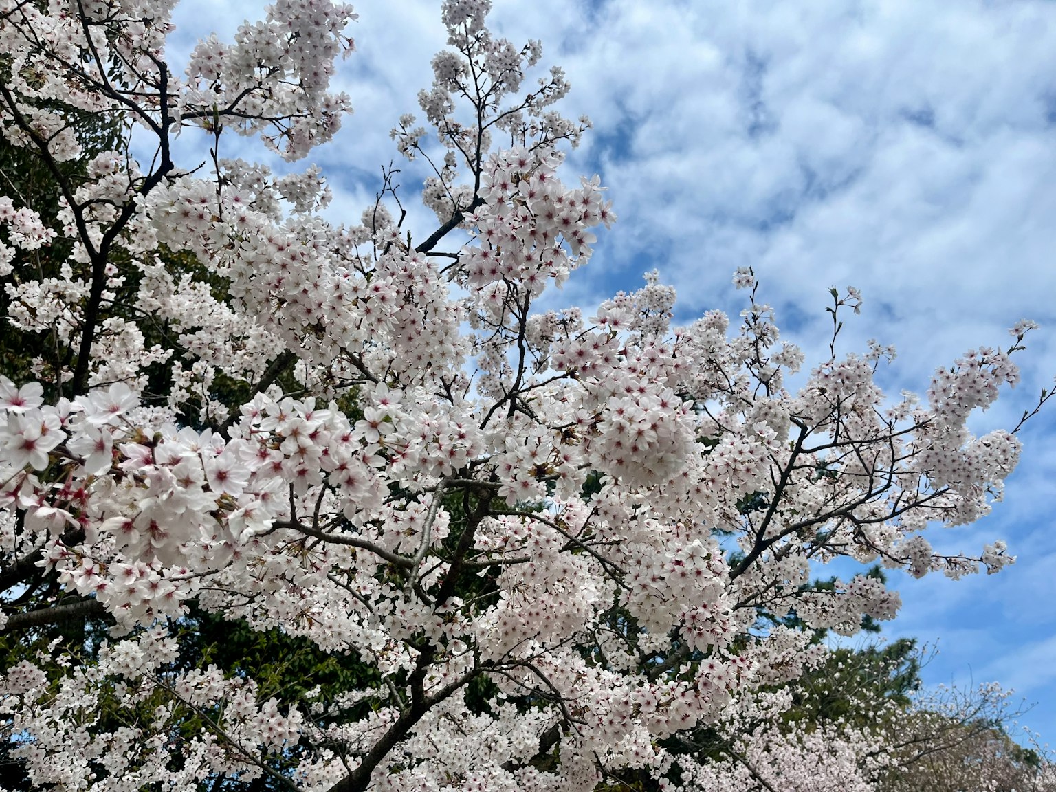 盛开的樱花树与蓝天