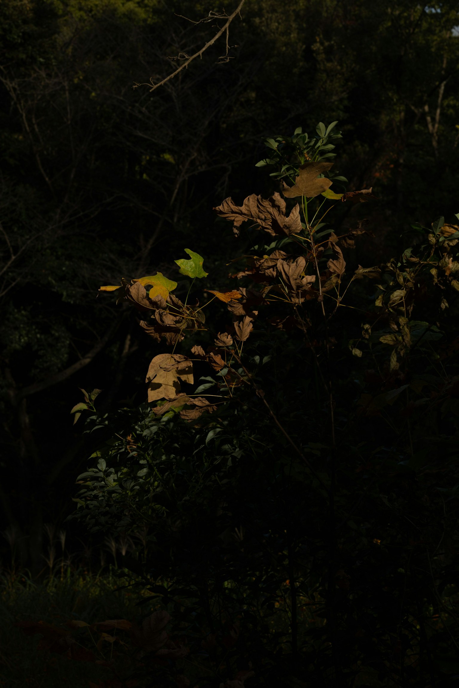 Gros plan sur des plantes avec des feuilles vertes et brunes sur fond sombre