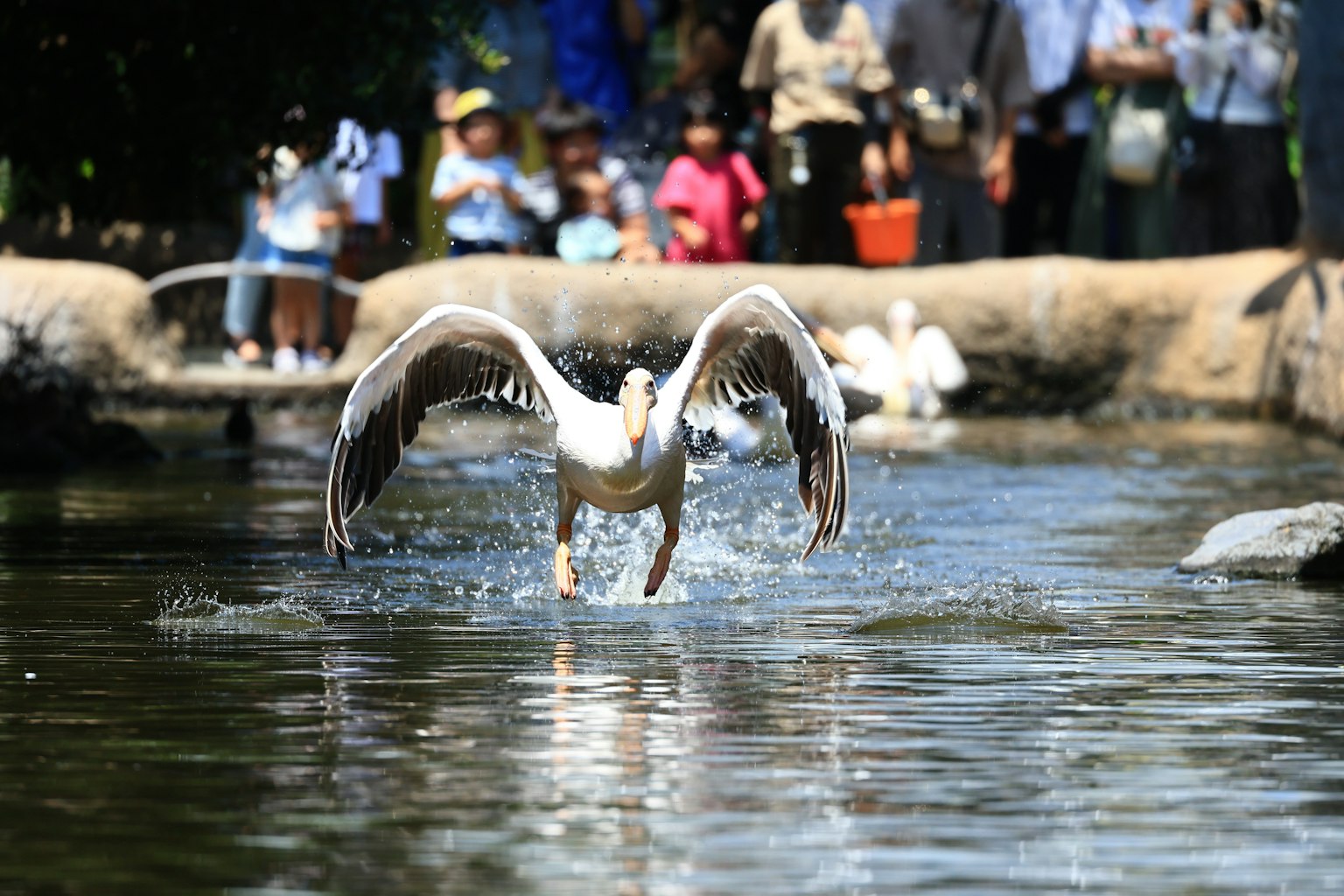 White pelican taking off from the water with a crowd in the background