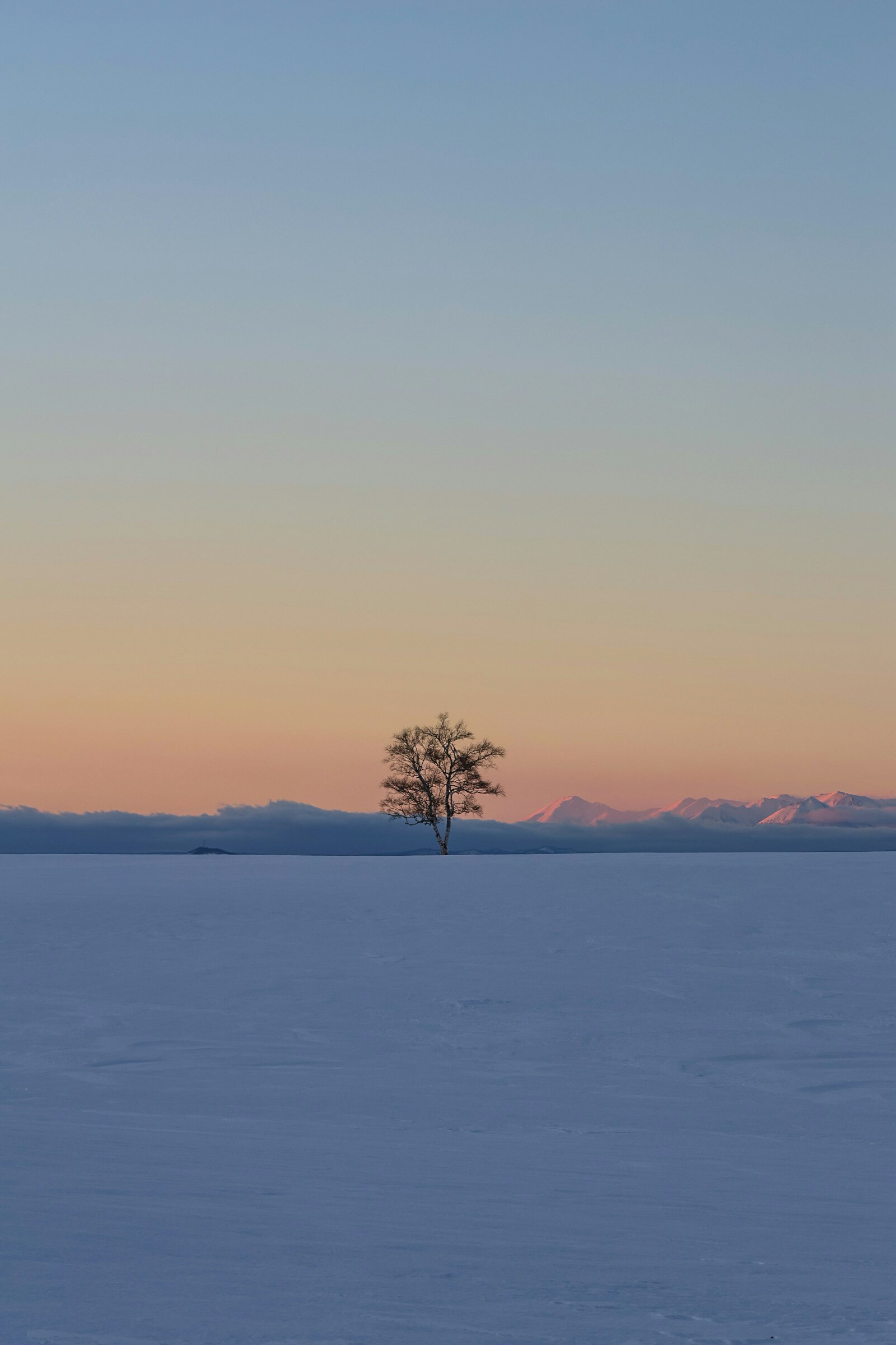 夕暮れの湖畔に立つ一本の木のシルエット