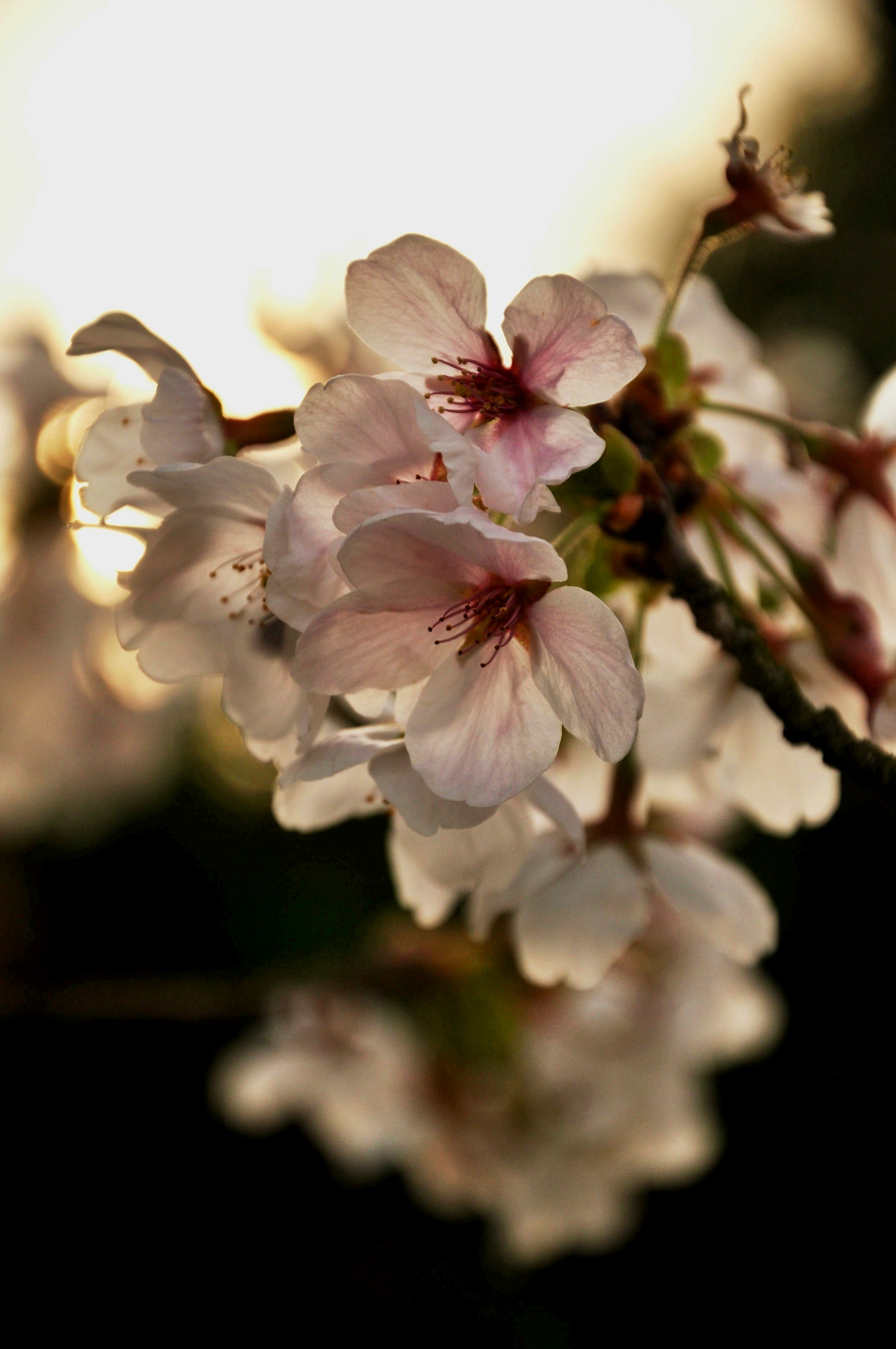 逆光の桜の花のクローズアップ