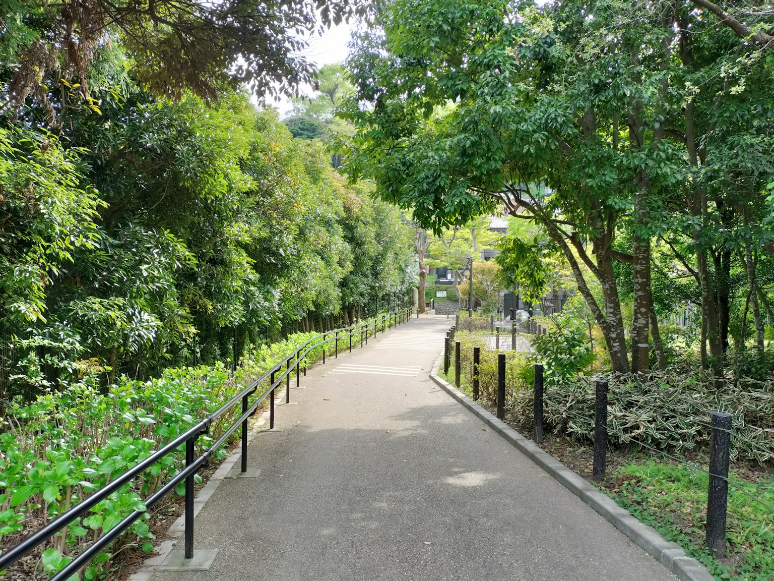 A serene pathway in a lush green park