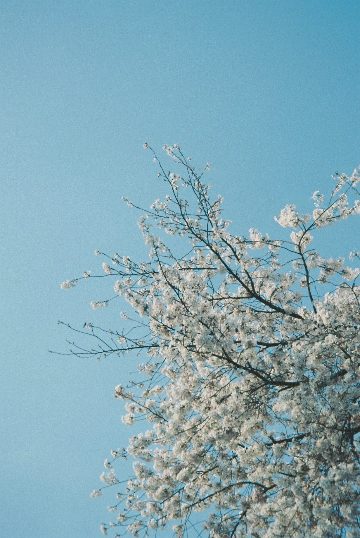 青空に咲く桜の枝