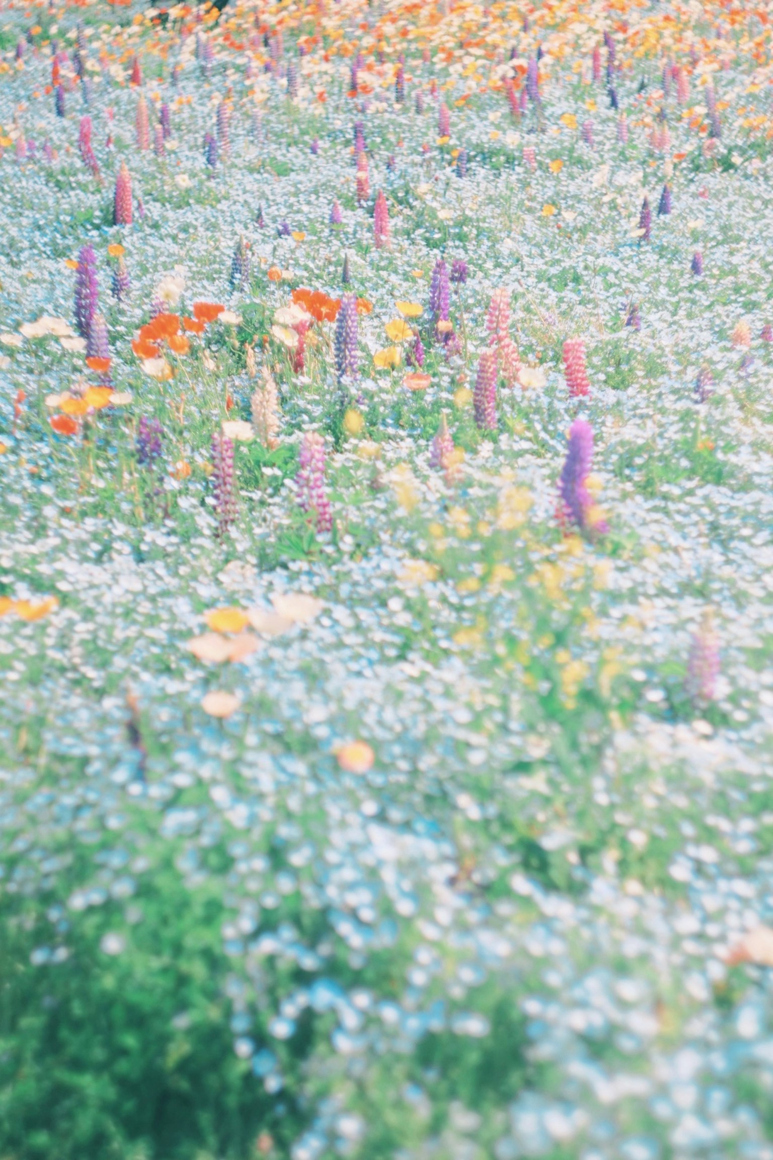 色とりどりの花が咲く広い野原の風景