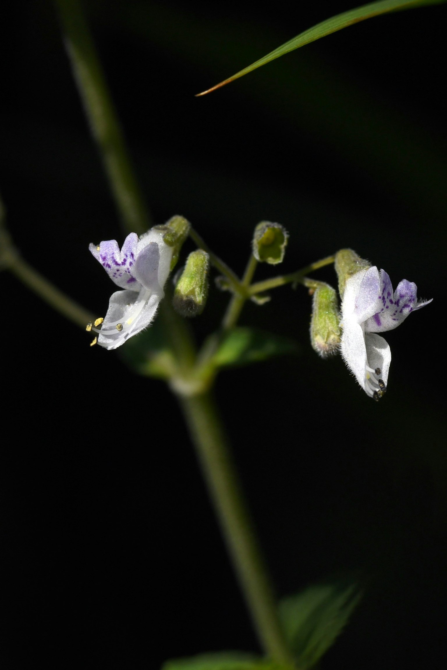 Nahaufnahme eines schlanken Pflanzenstängels mit lila Blumen