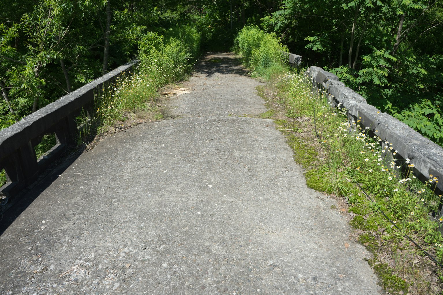 Überwachsener Betonweg auf einer Brücke umgeben von Grün