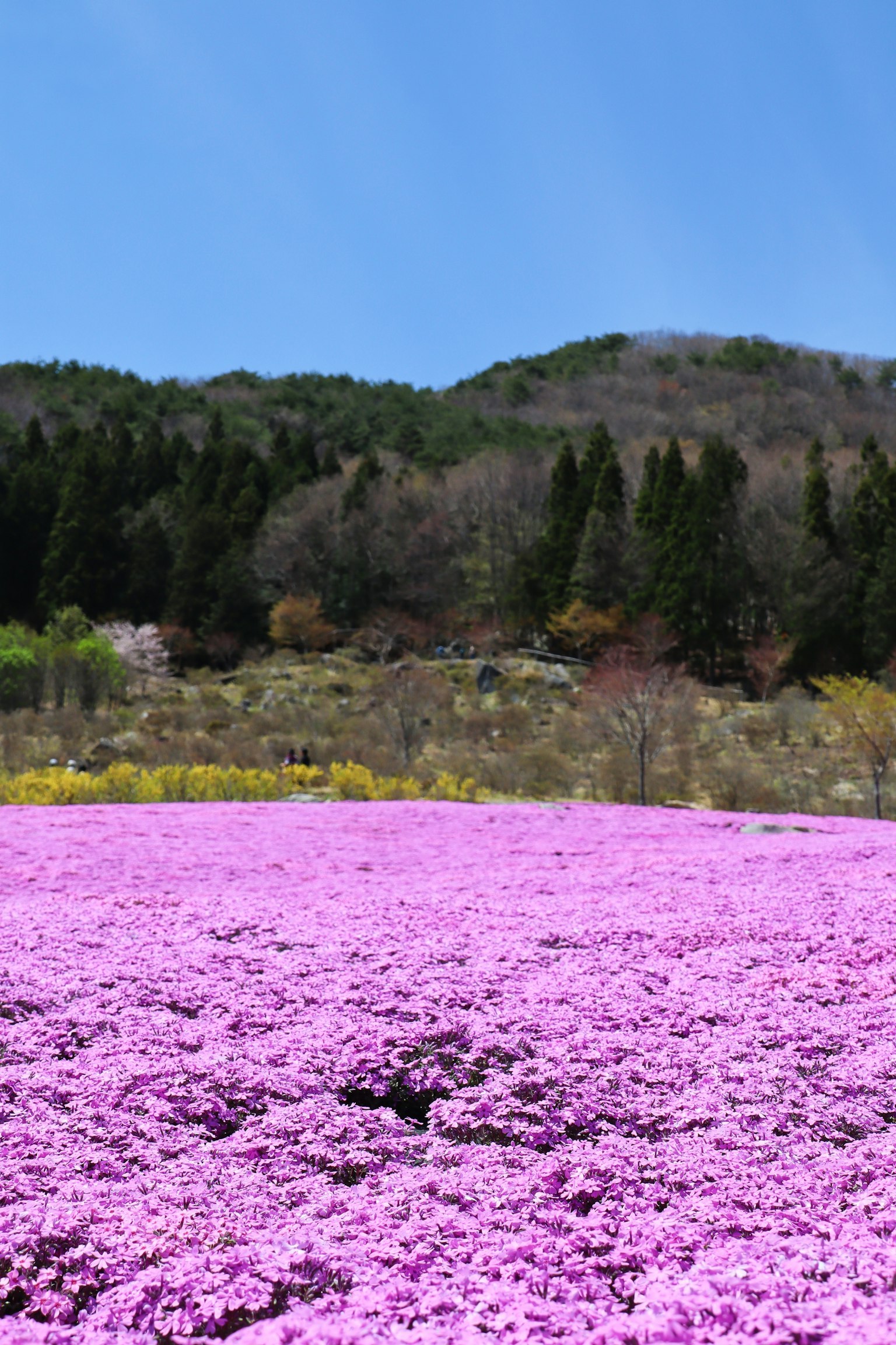 Vast field of pink flowers with green mountains in the background