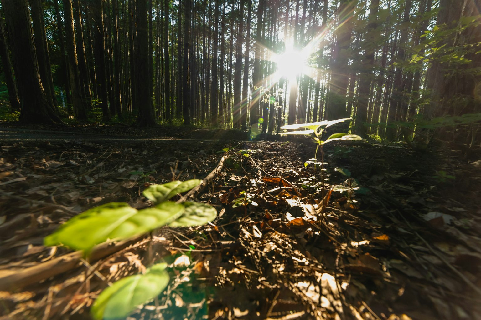 Lumière du soleil filtrant à travers les arbres sur un chemin forestier avec des feuilles vertes et des feuilles mortes