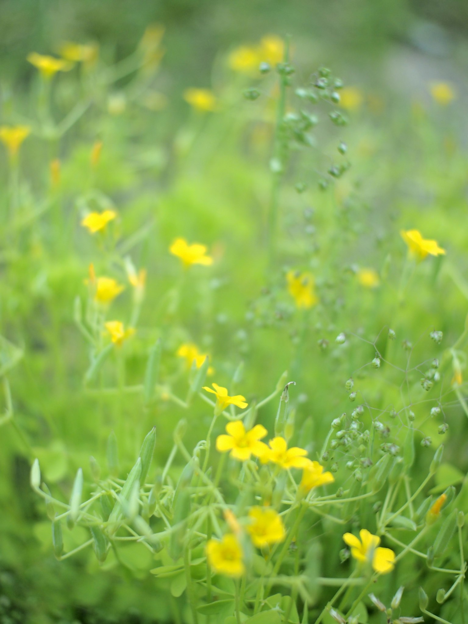 Un champ de petites fleurs jaunes avec des gouttes d'eau sur un fond vert