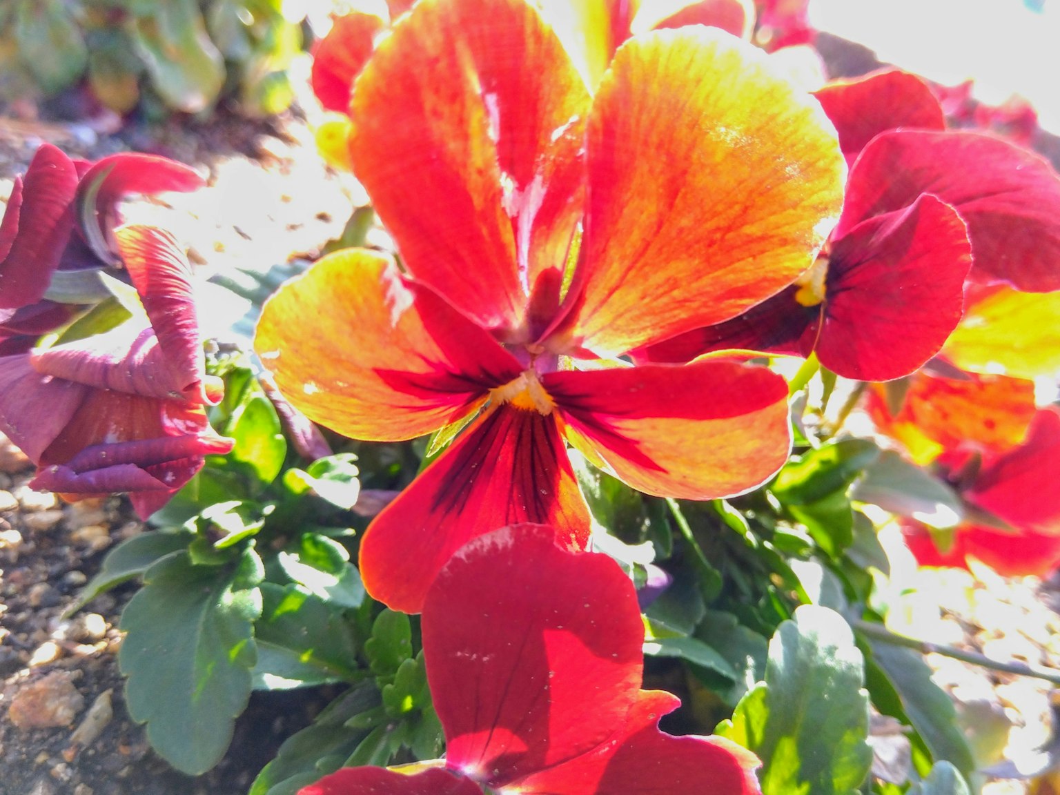 Fleurs de pensée rouges et orange vives se prélassant au soleil