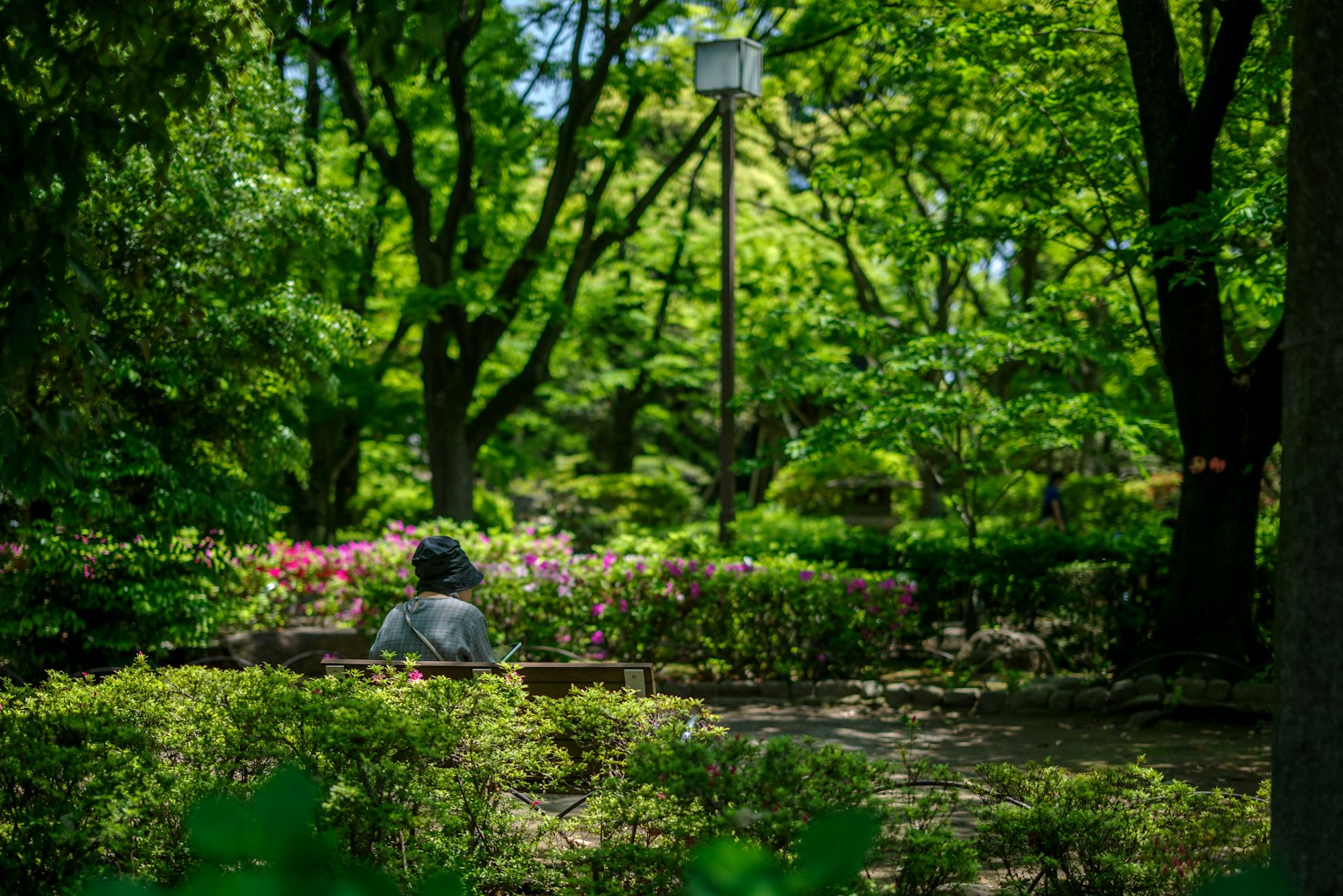 Một người ngồi trên ghế trong công viên xanh tươi