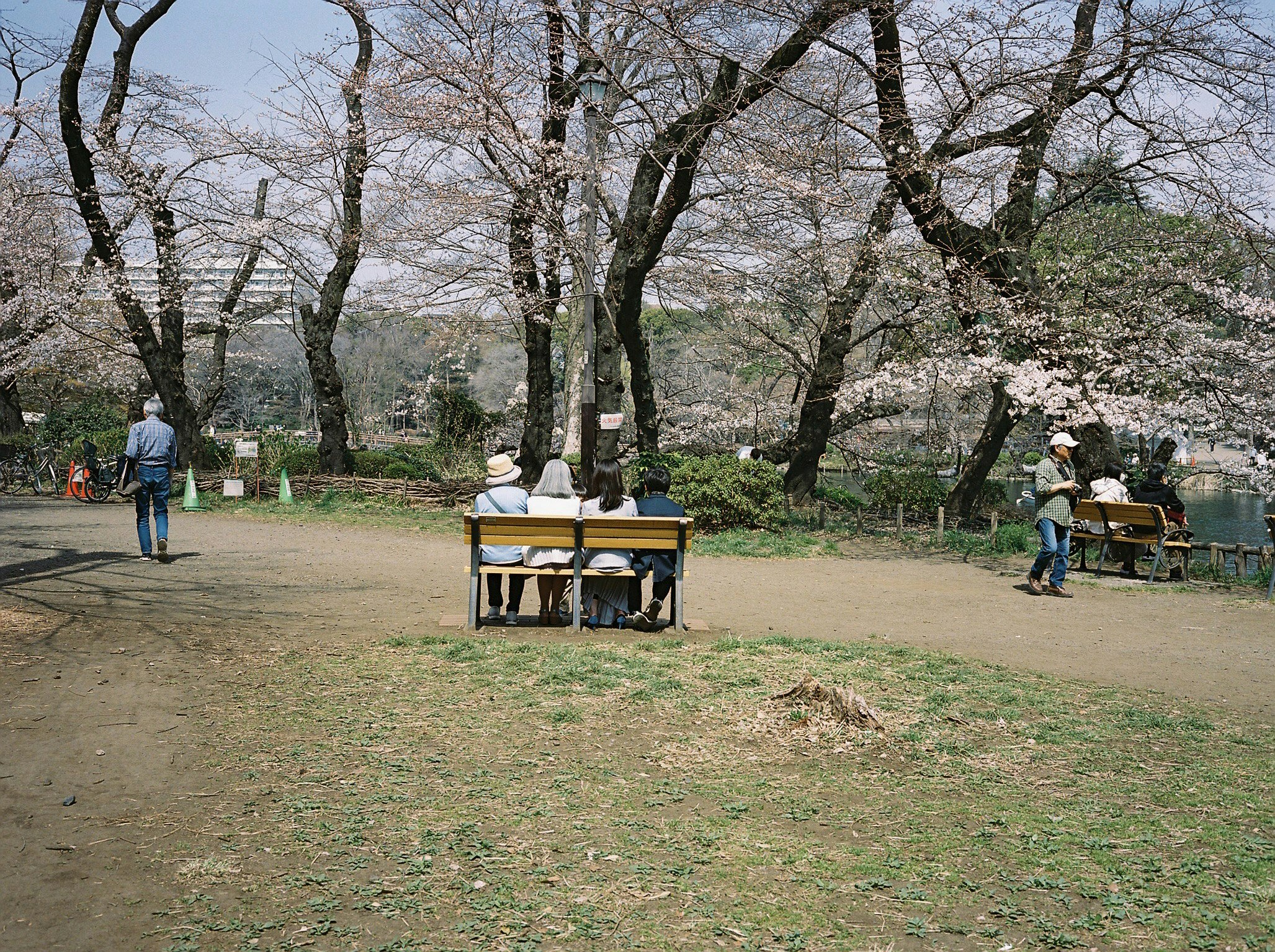 桜並木の下でベンチに座る人々のある公園の風景