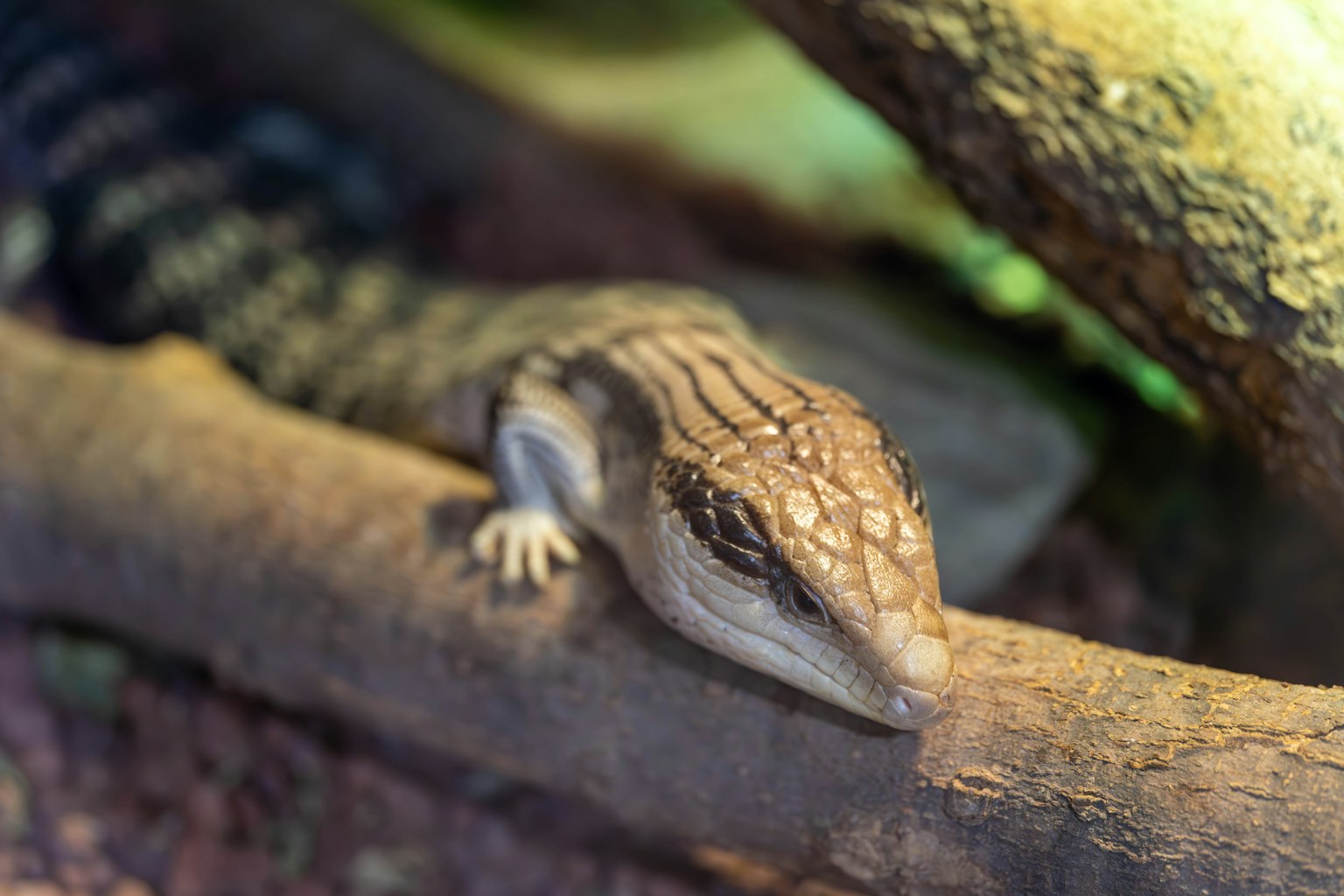 Nahaufnahme eines Skinks, der auf einem Ast ruht