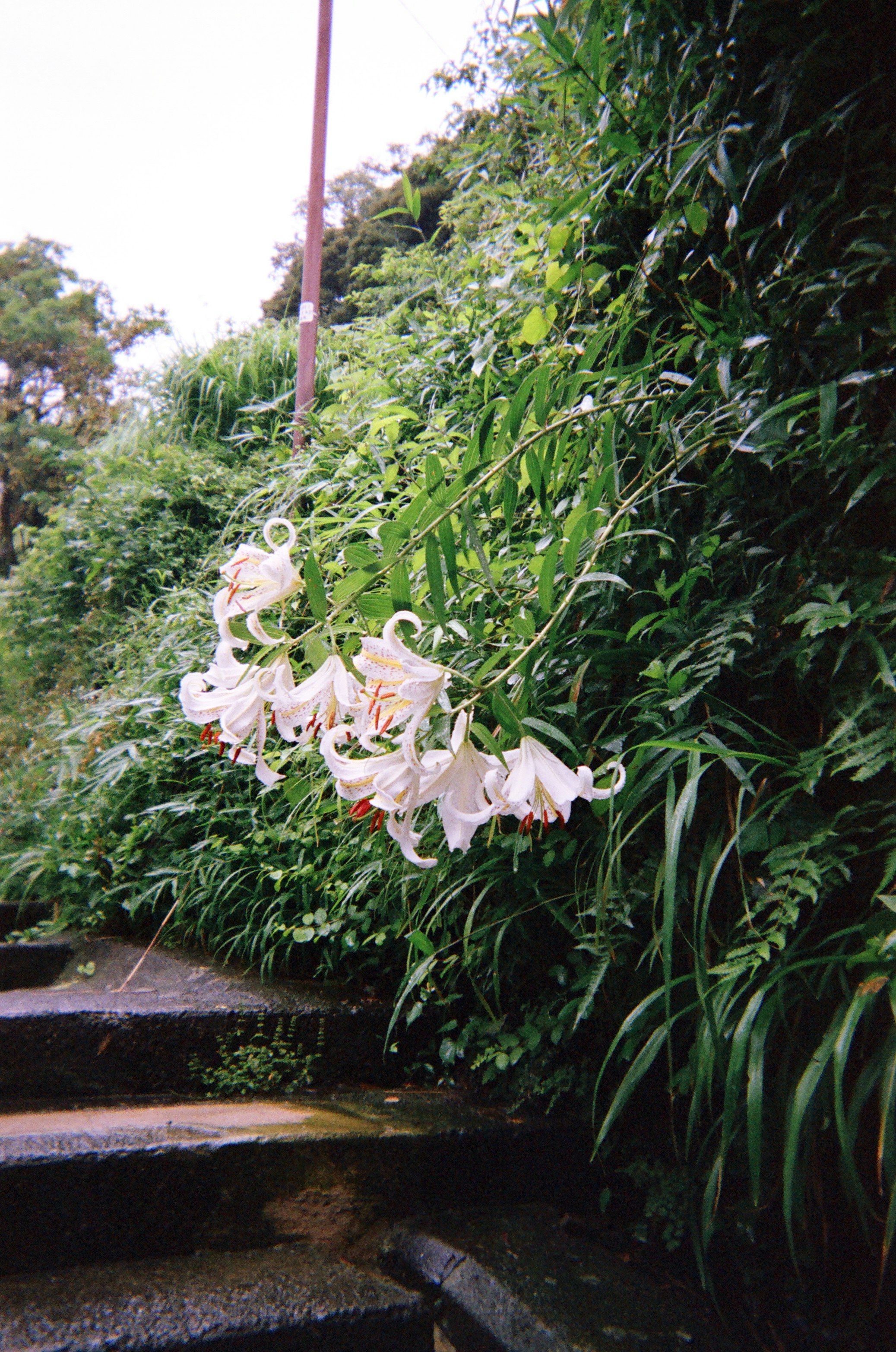 百合の花が咲く緑の庭の小道