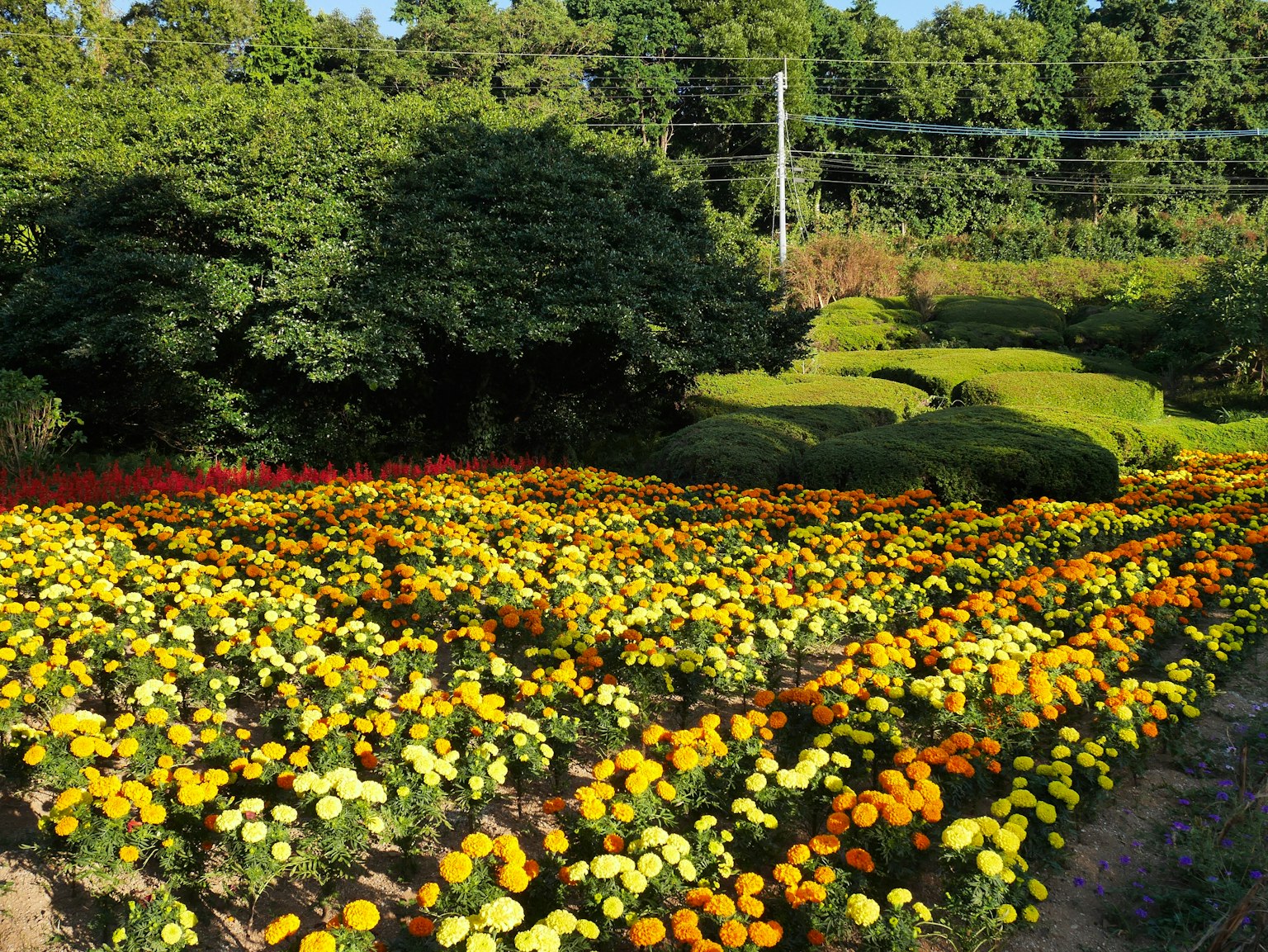 Campo de flores vibrantes con flores amarillas y naranjas