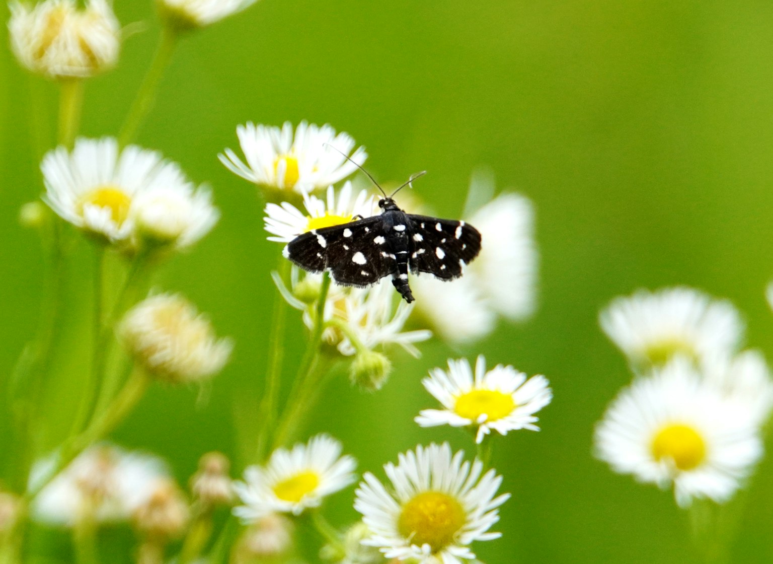 Un insecto de manchas negras sobre flores blancas con fondo verde