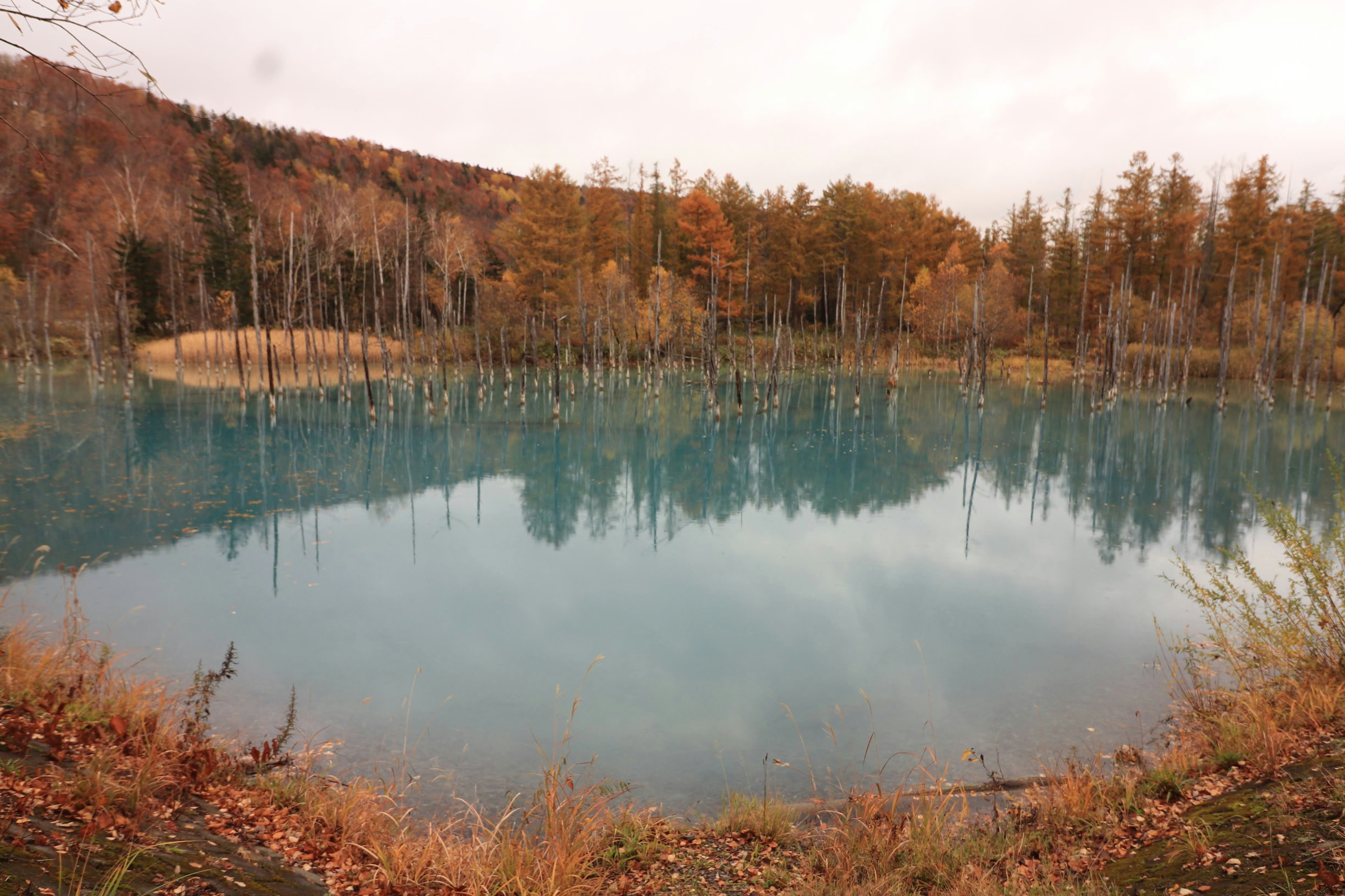 湖面に映る枯れ木と紅葉の森の景色