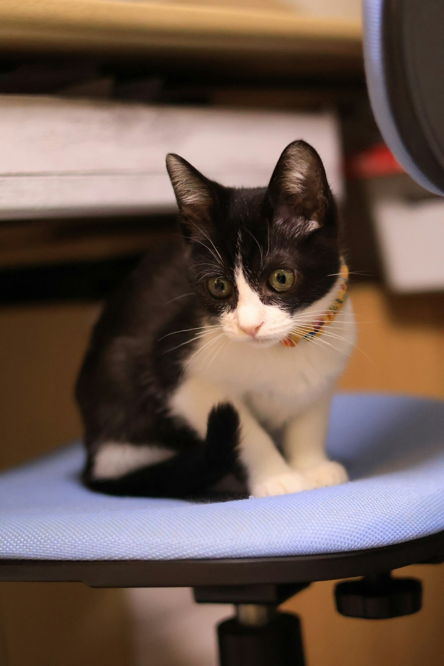 Gatto bianco e nero seduto su una sedia blu