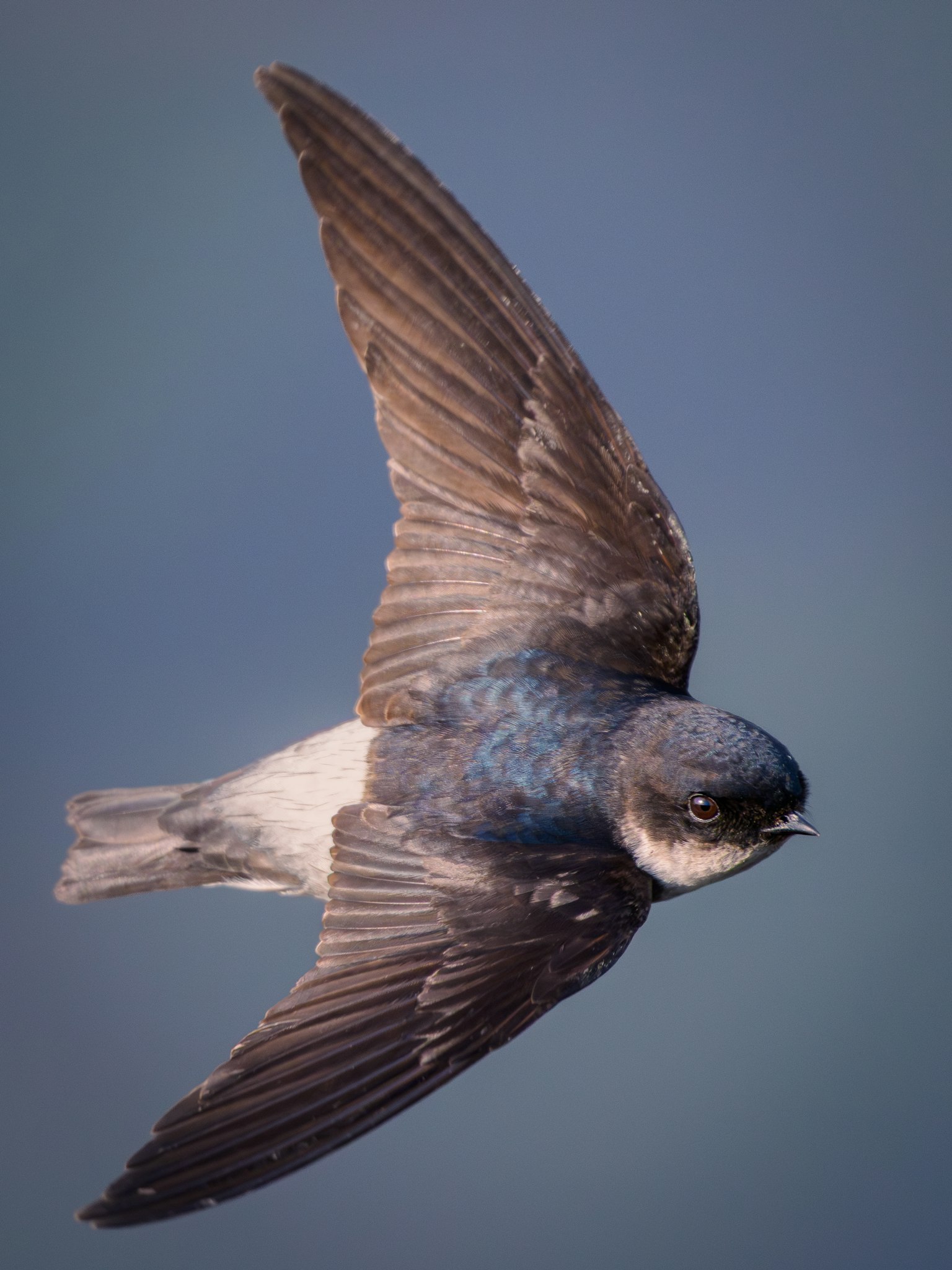 A bird flying with blue feathers and a white belly