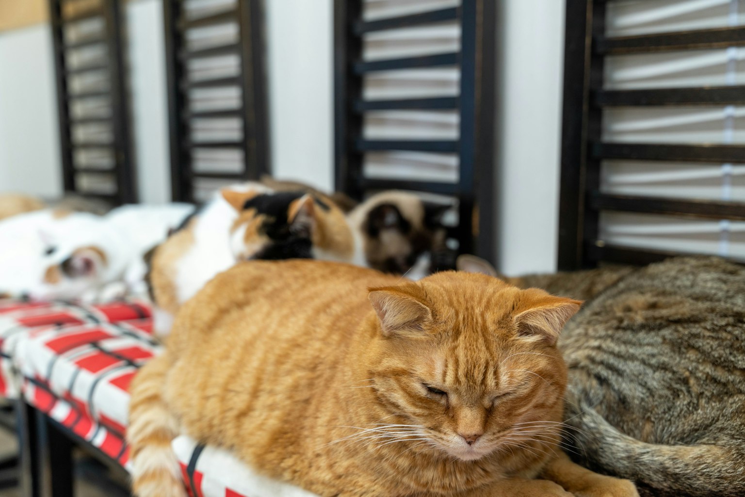 Un gruppo di gatti che riposano su una panchina con un gatto arancione e altri