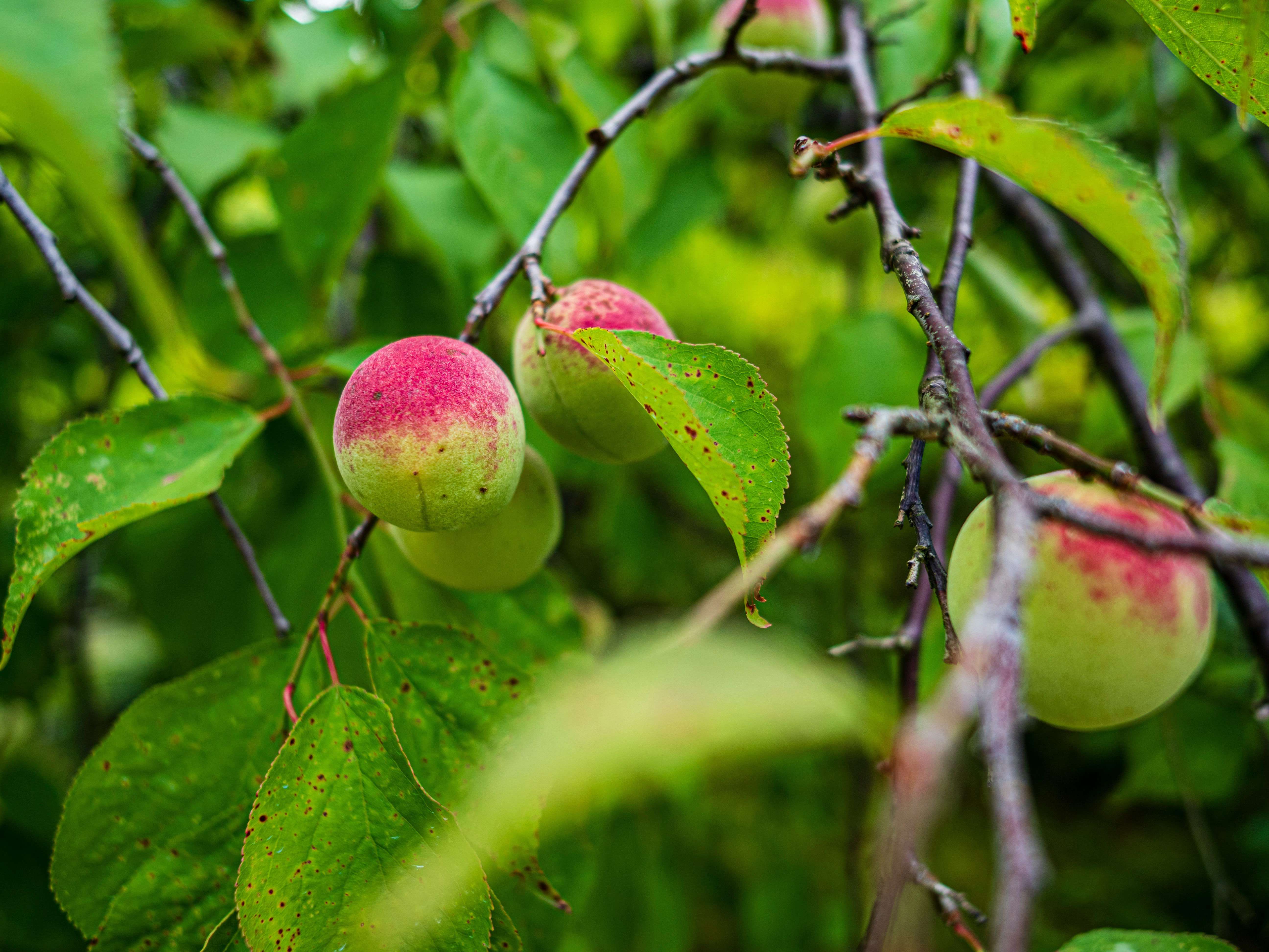 fruits mûrs aux couleurs vives sur des branches