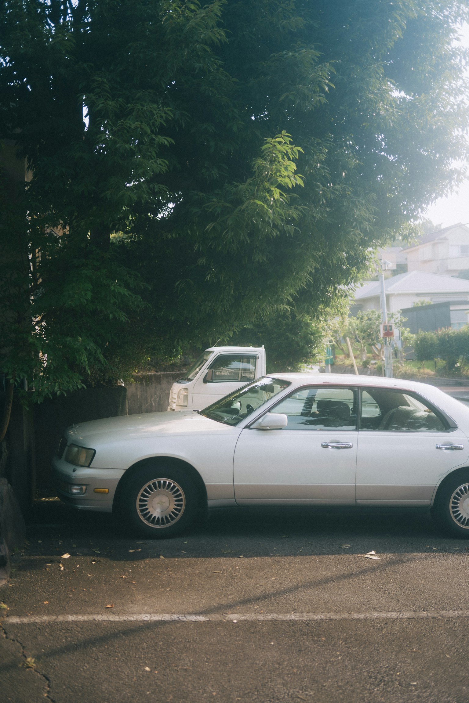 A white car parked near a tree