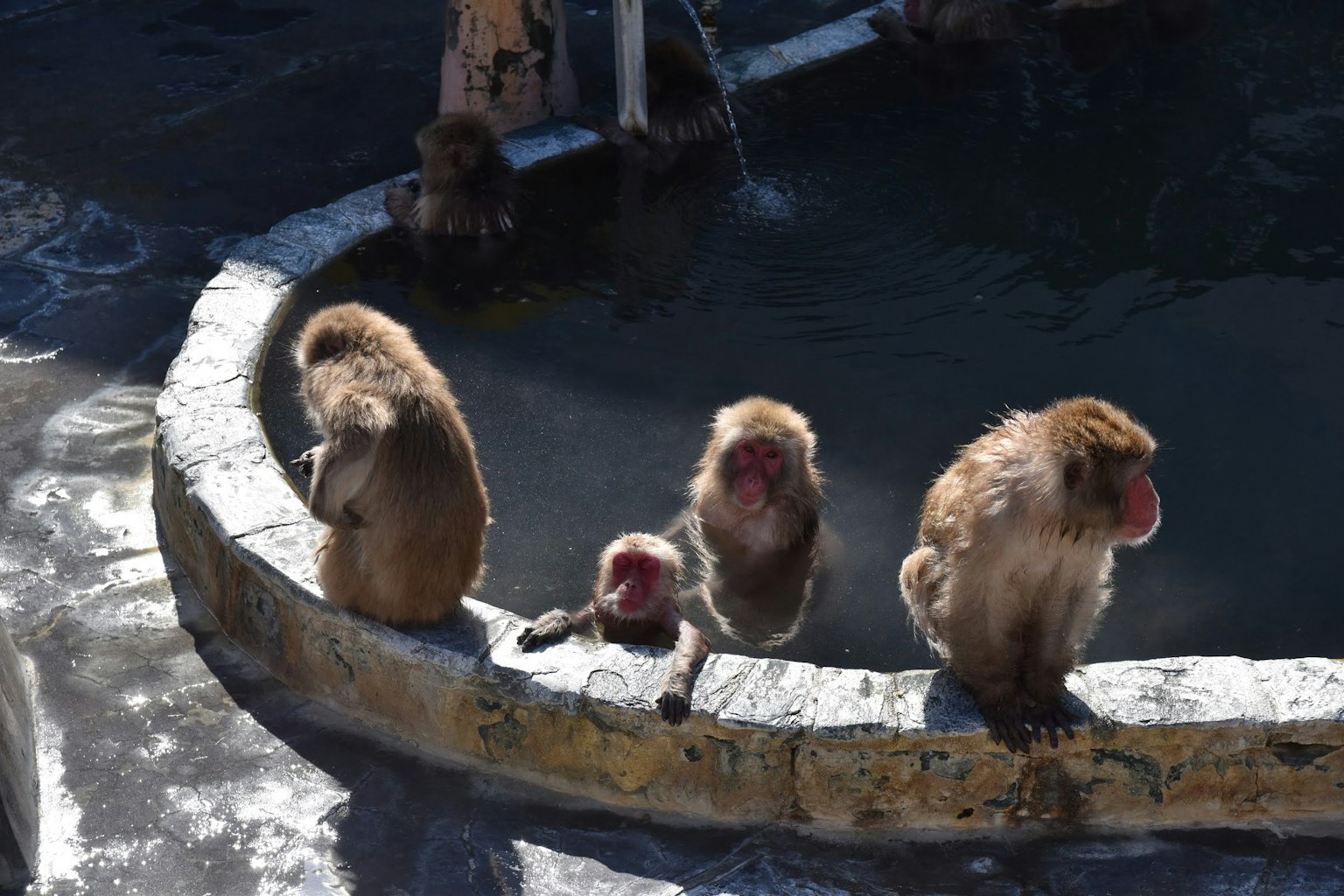 Un groupe de quatre singes assis au bord d'un étang