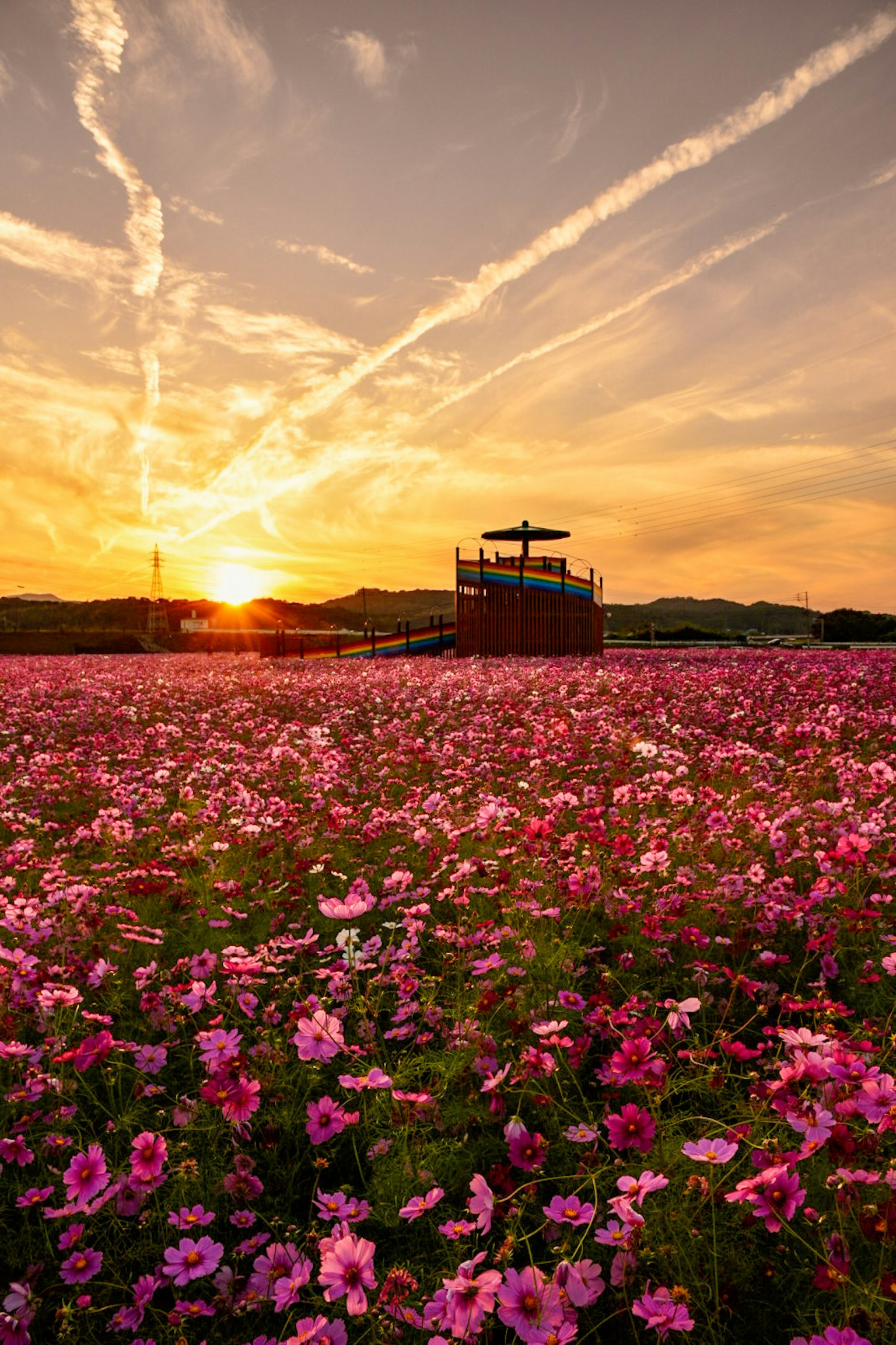 夕日が沈む中、ピンクの花が咲き誇る風景と小屋