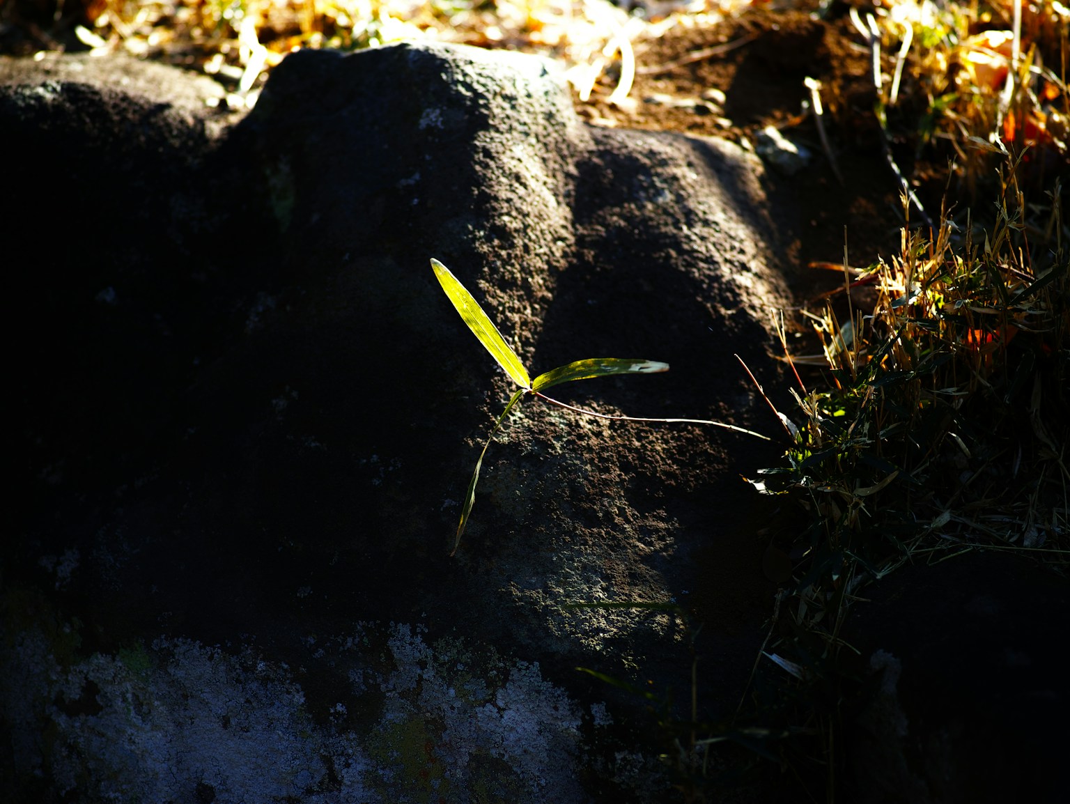 Daun hijau tumbuh dari batu dengan latar belakang gelap dan elemen alami
