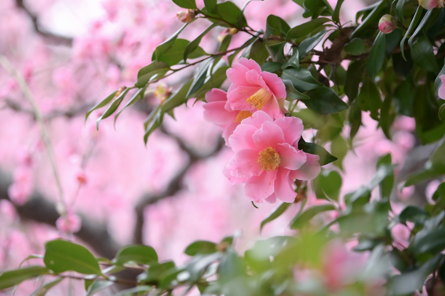 Branches with pink flowers and green leaves