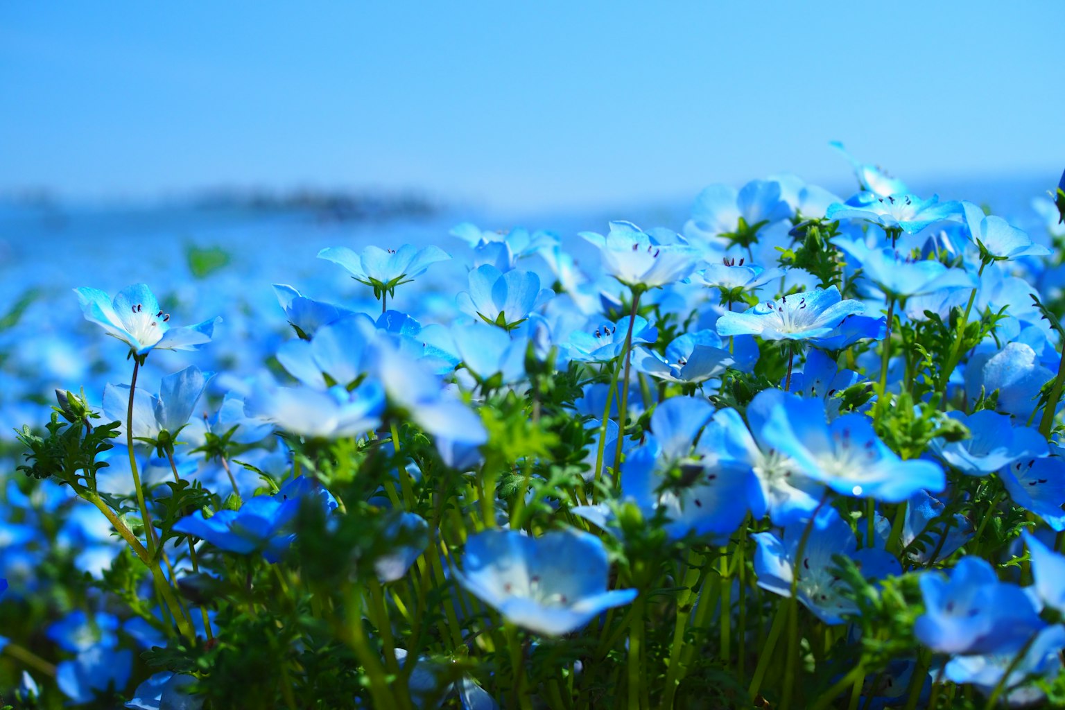 Acercamiento a flores azules en un paisaje brillante