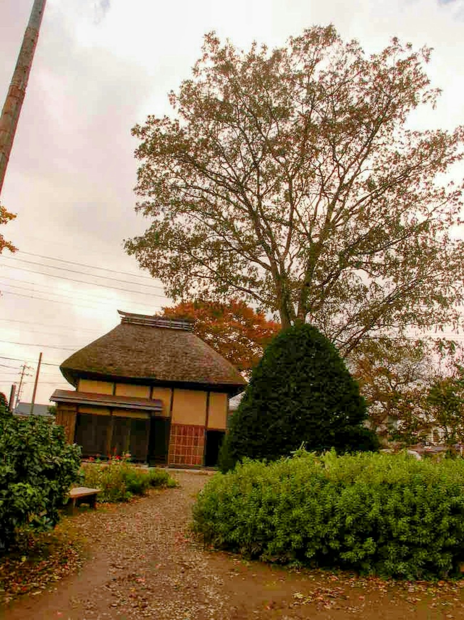 Maison japonaise traditionnelle avec un grand arbre et un chemin