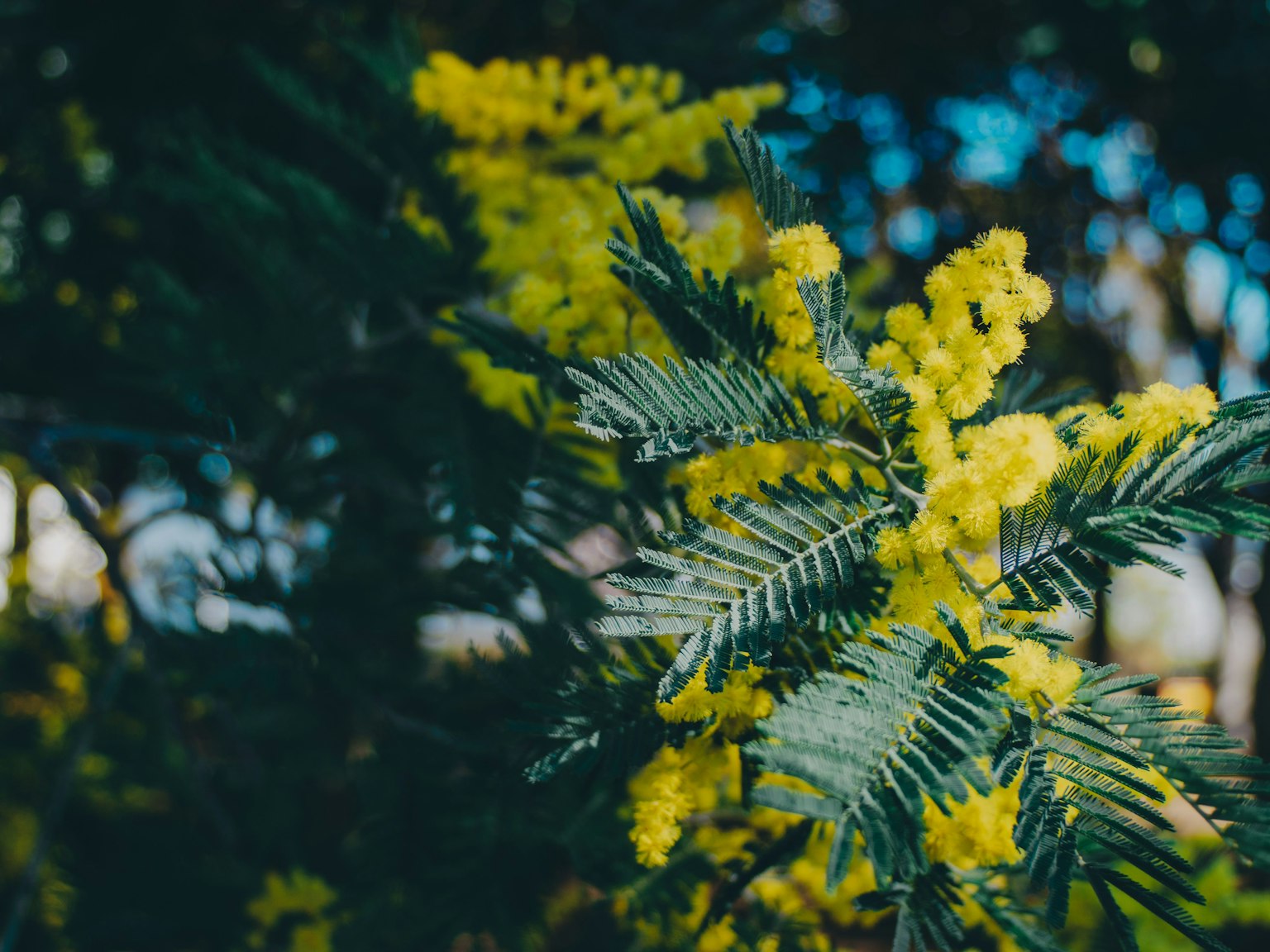 선명한 노란색 미모사 꽃이 녹색 잎에 둘러싸여 있다