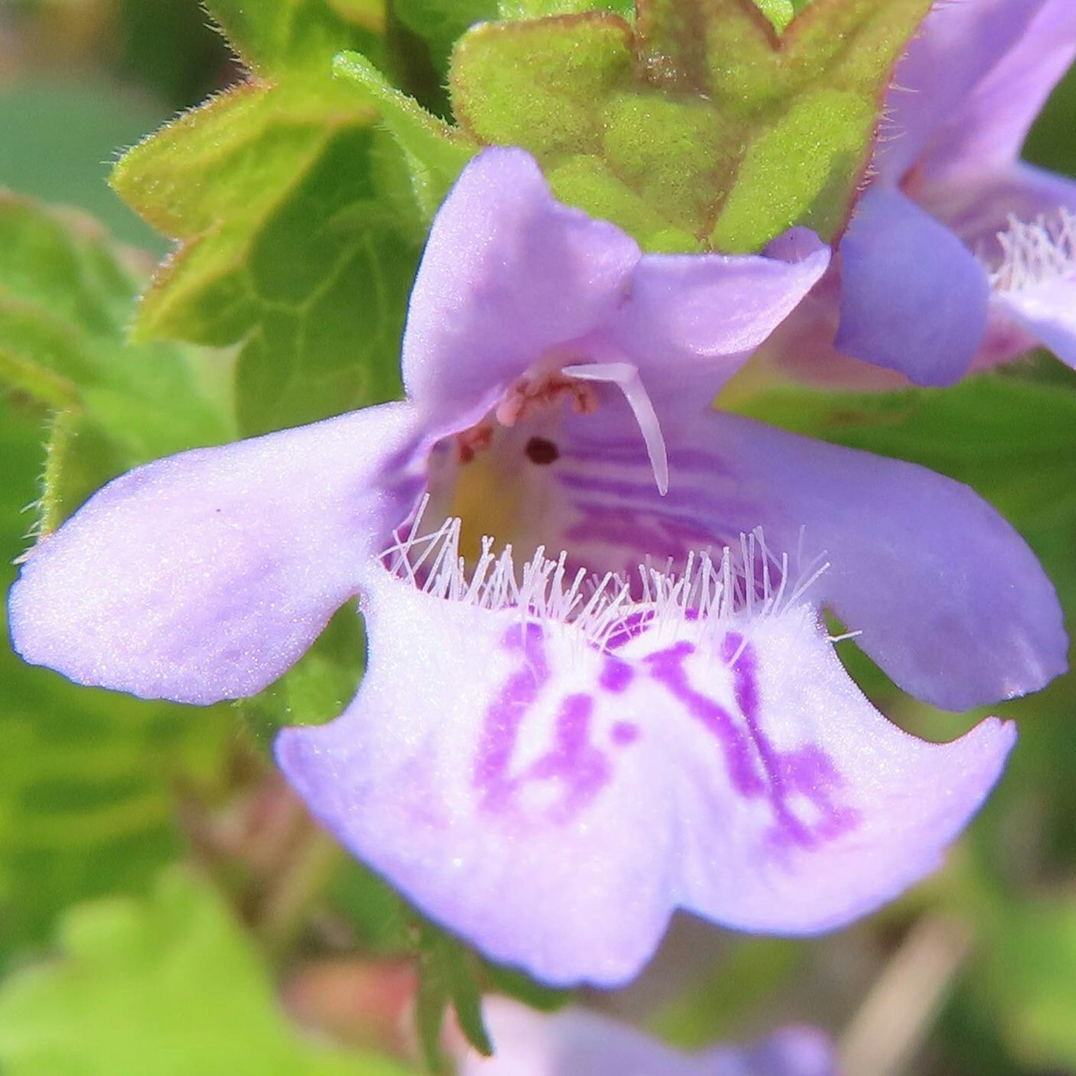 Nahaufnahme einer lila Blume mit gefransten Blütenblättern umgeben von grünen Blättern